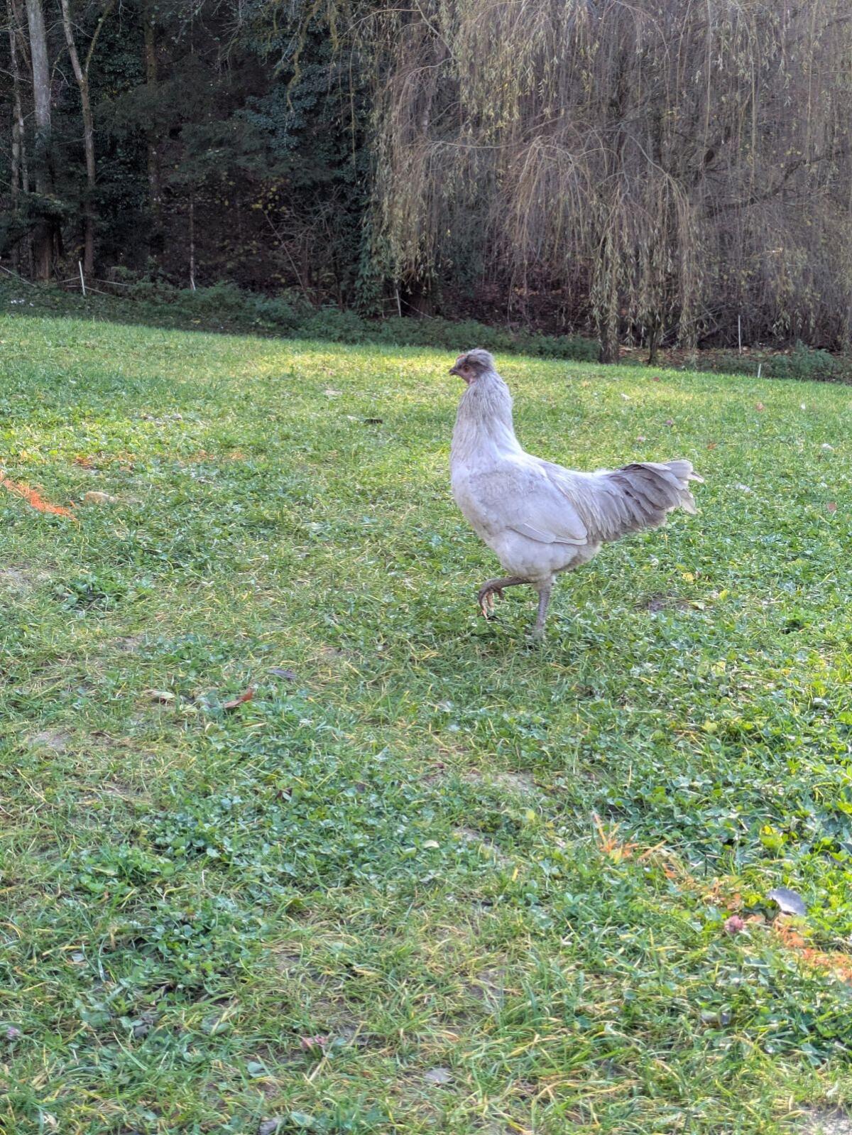 Hähne zu verschenken 2