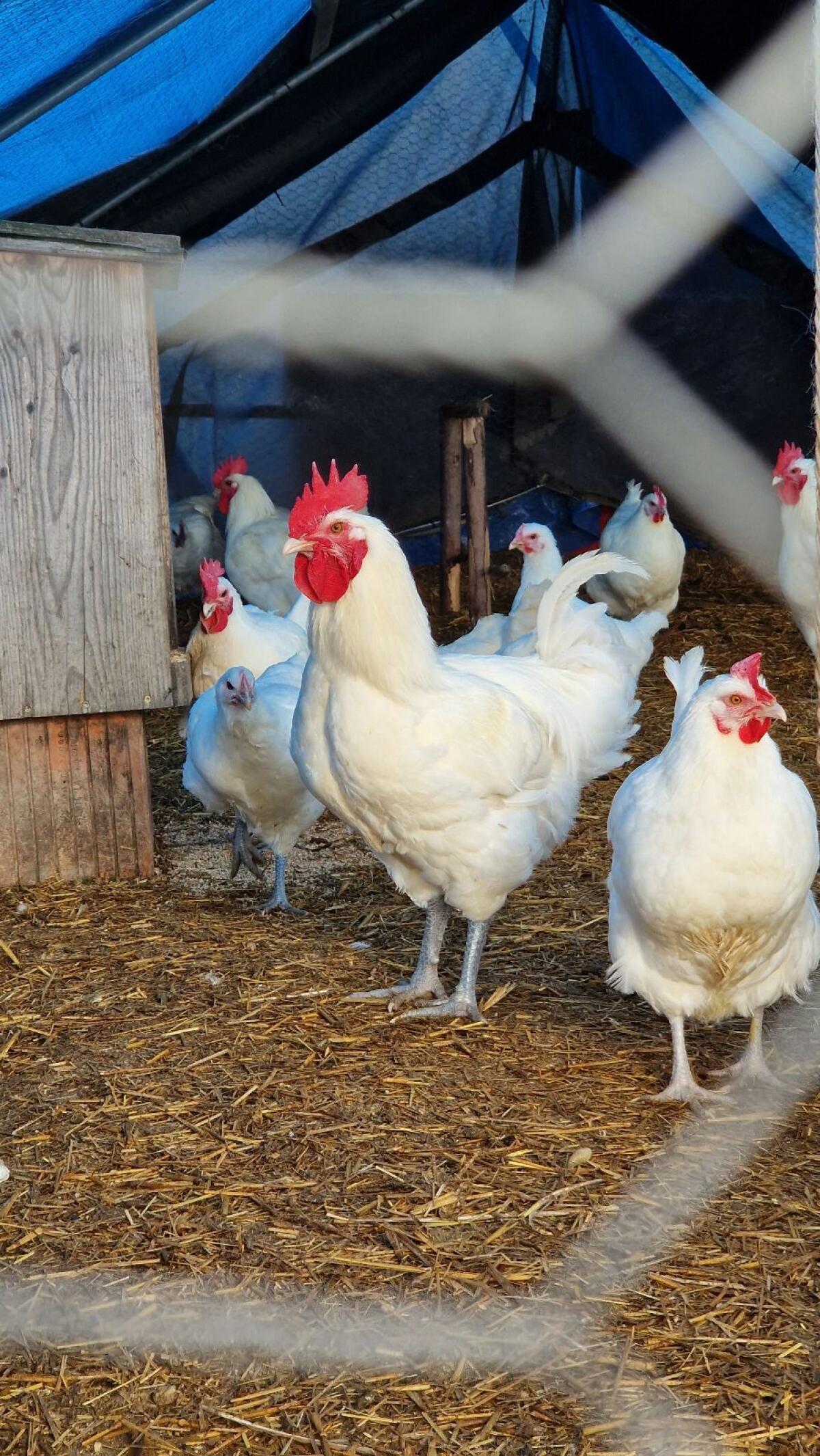 Bresse Gauloise Junghähne 2
