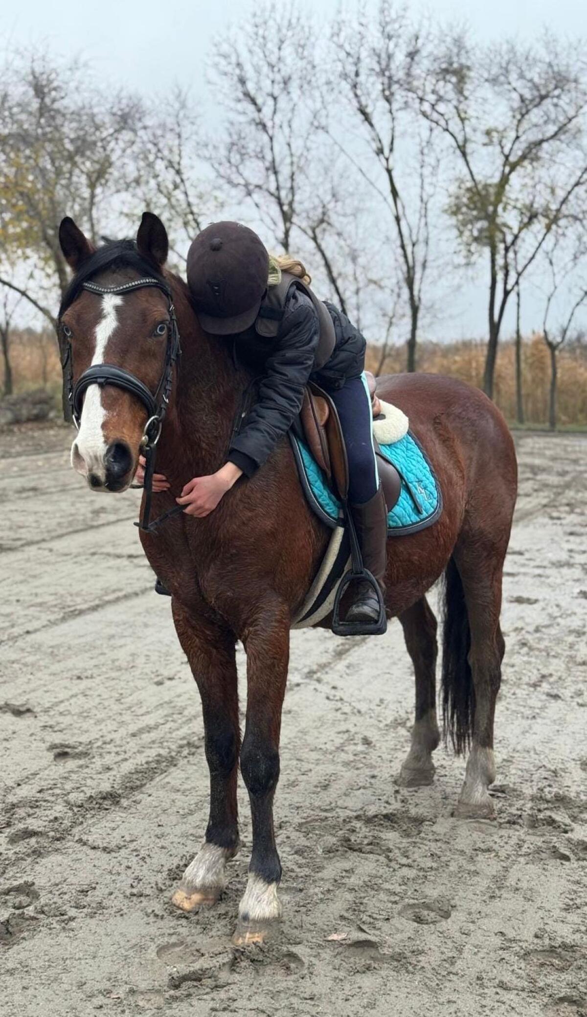 Toller Wallach, geritten und gefahren 2
