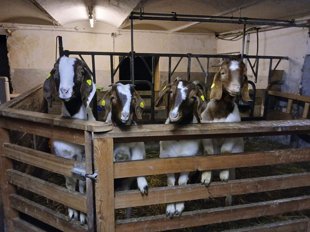 Burenziegen und Bock 1