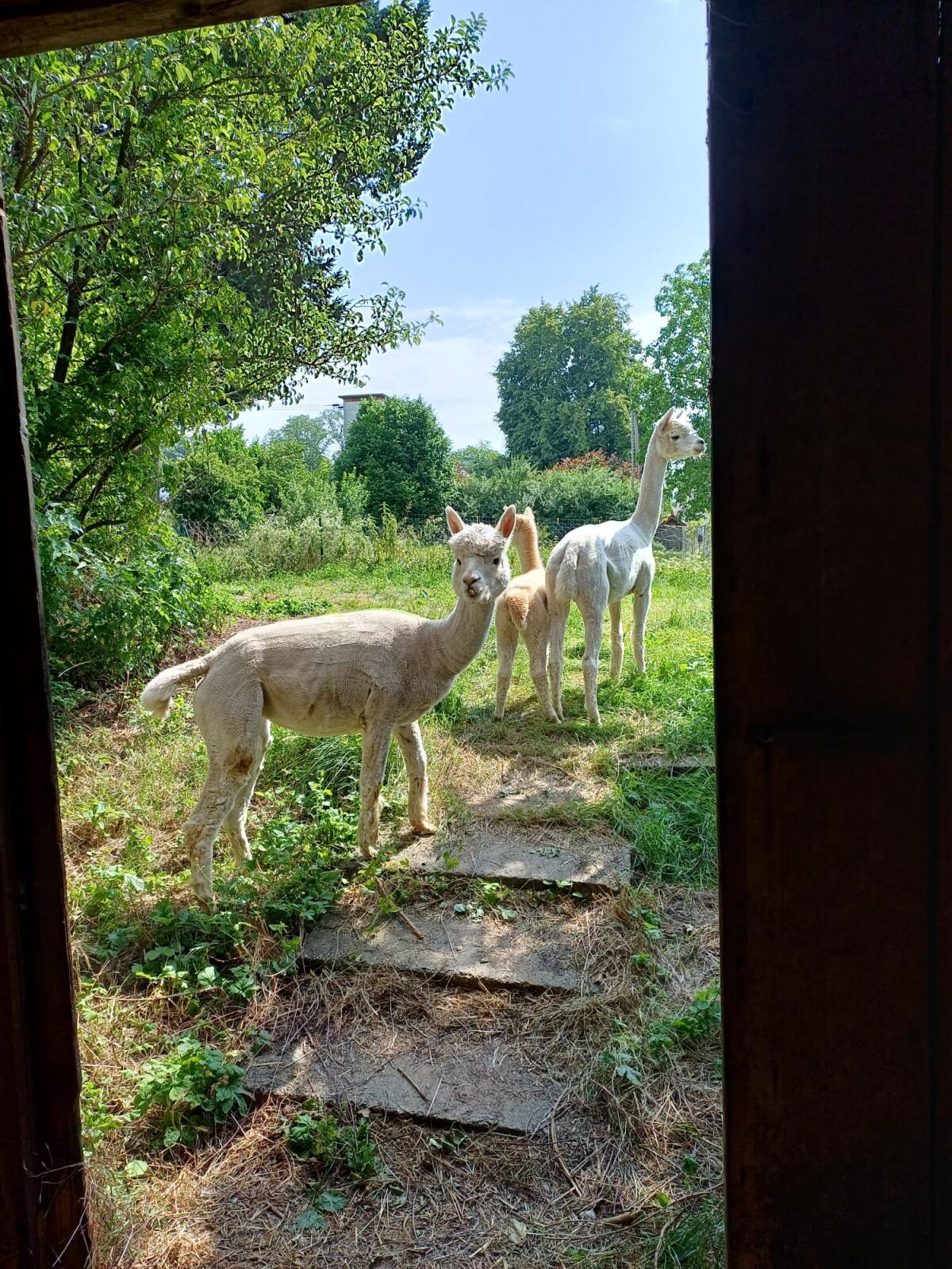 2 Alpaka-Stuten zu verkaufen 1