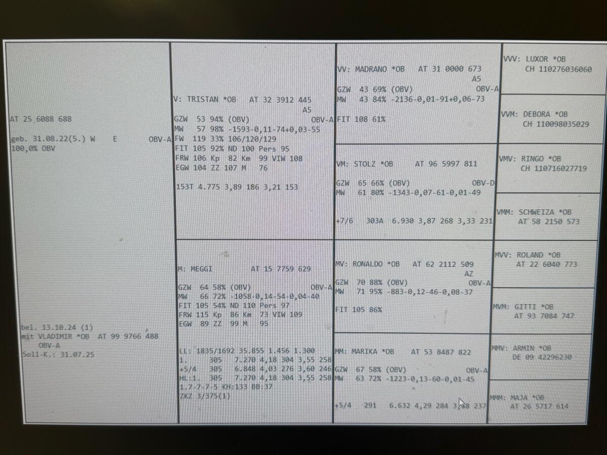 Braunvieh Original 3