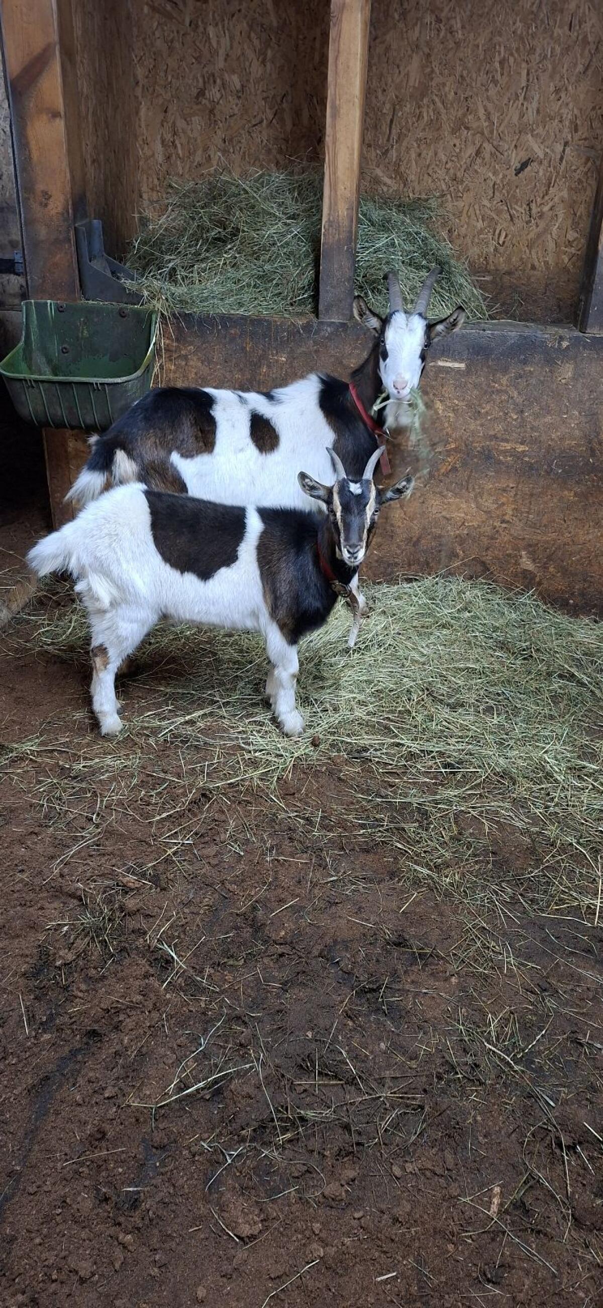 Tauernscheckenziegen 2