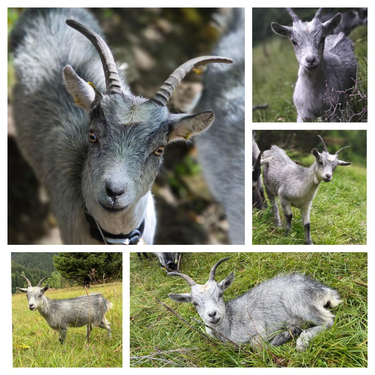 Weibliche Blobe Kitz (HB-fähig) 3