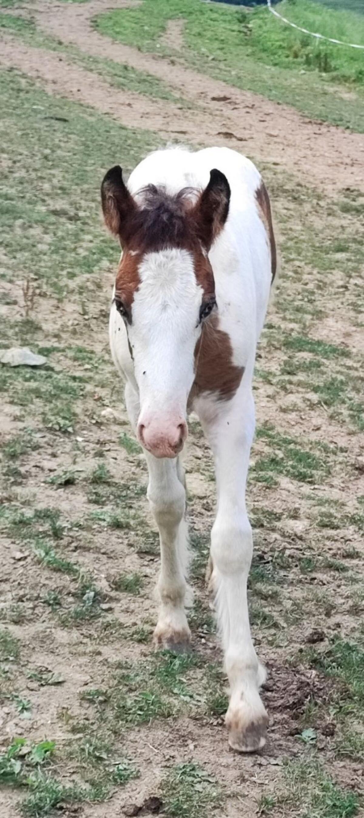 Tinker Fohlen, Stute 2