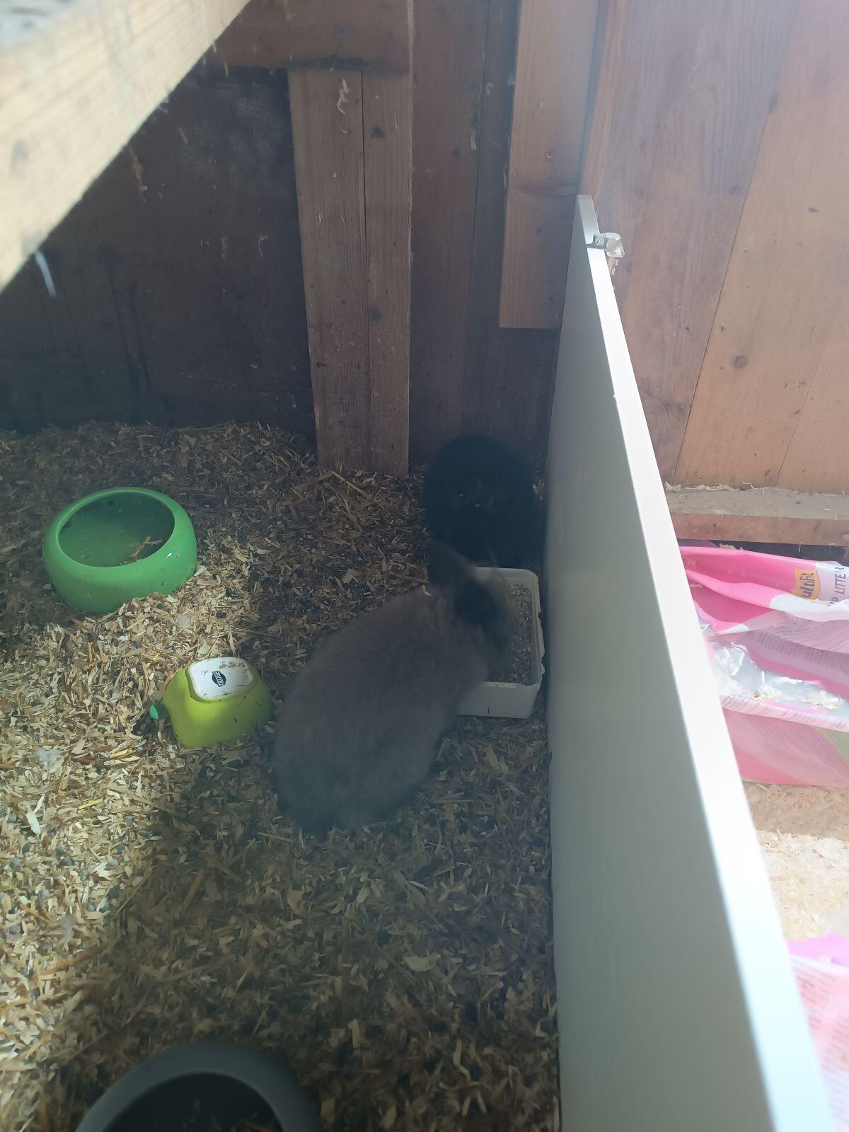 Zwergkaninchen-Babys 3