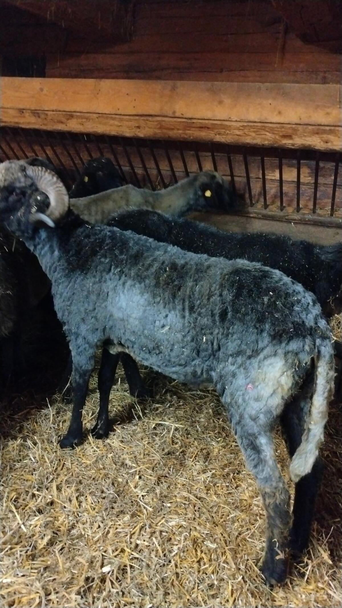 Tiroler Steinschafwidder 1