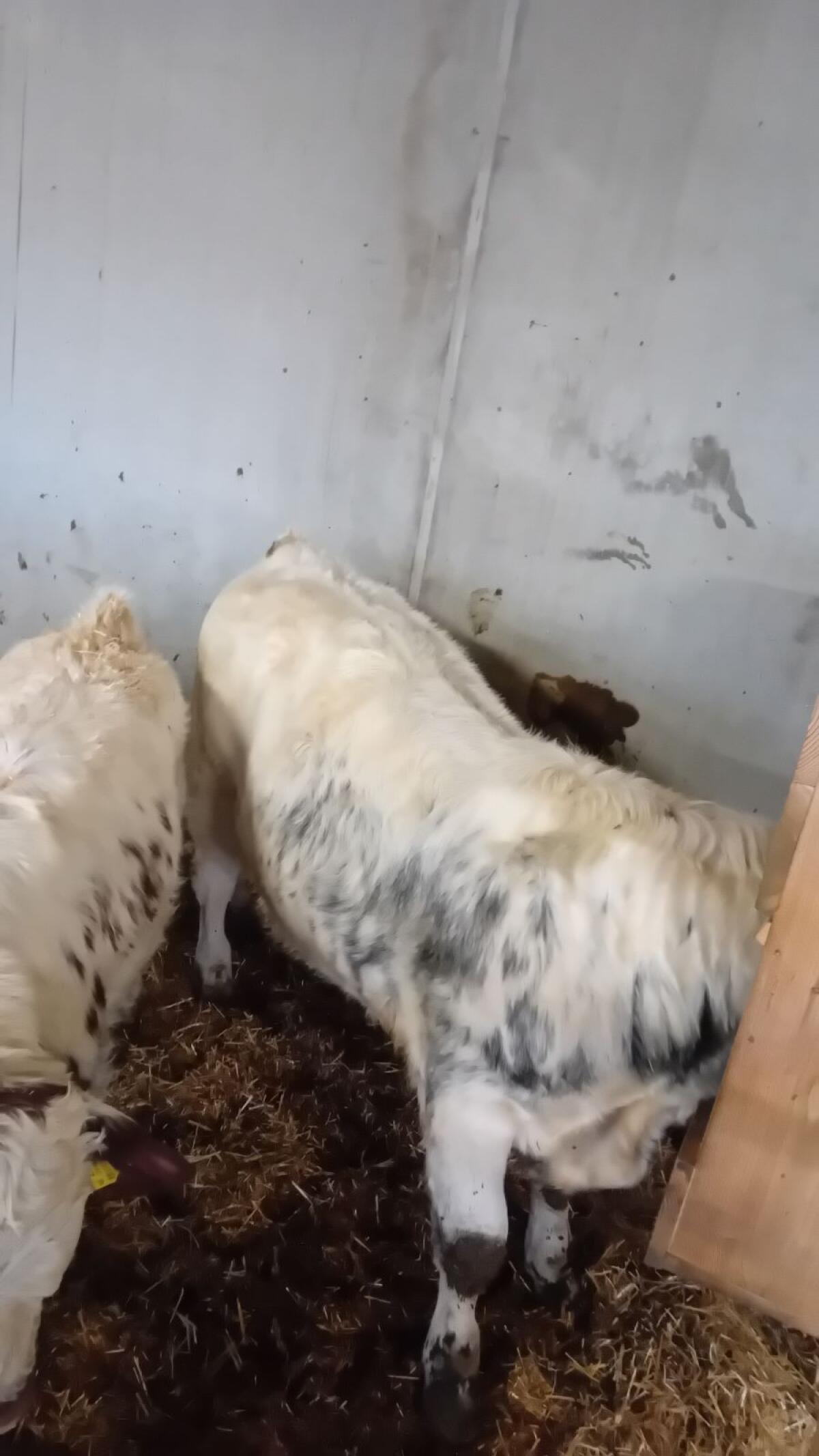 Einsteller Fresser 1