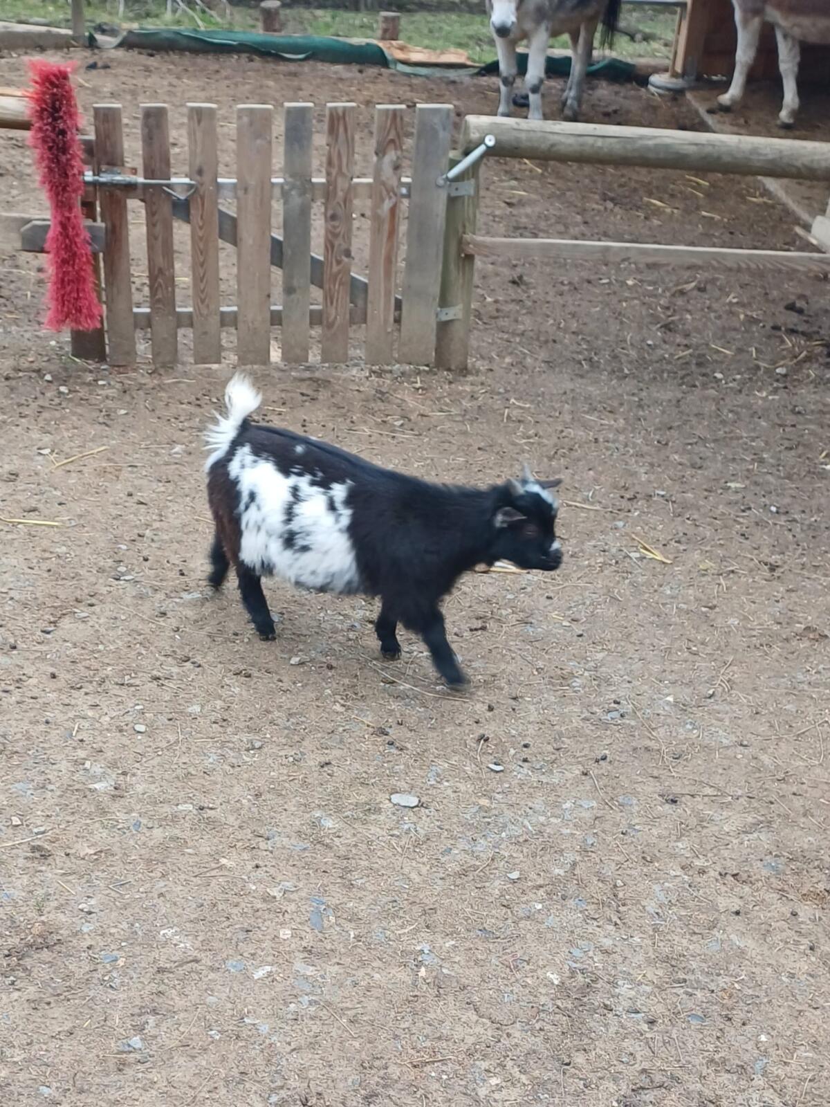 Zwergziegen suchen neues Zuhause 1