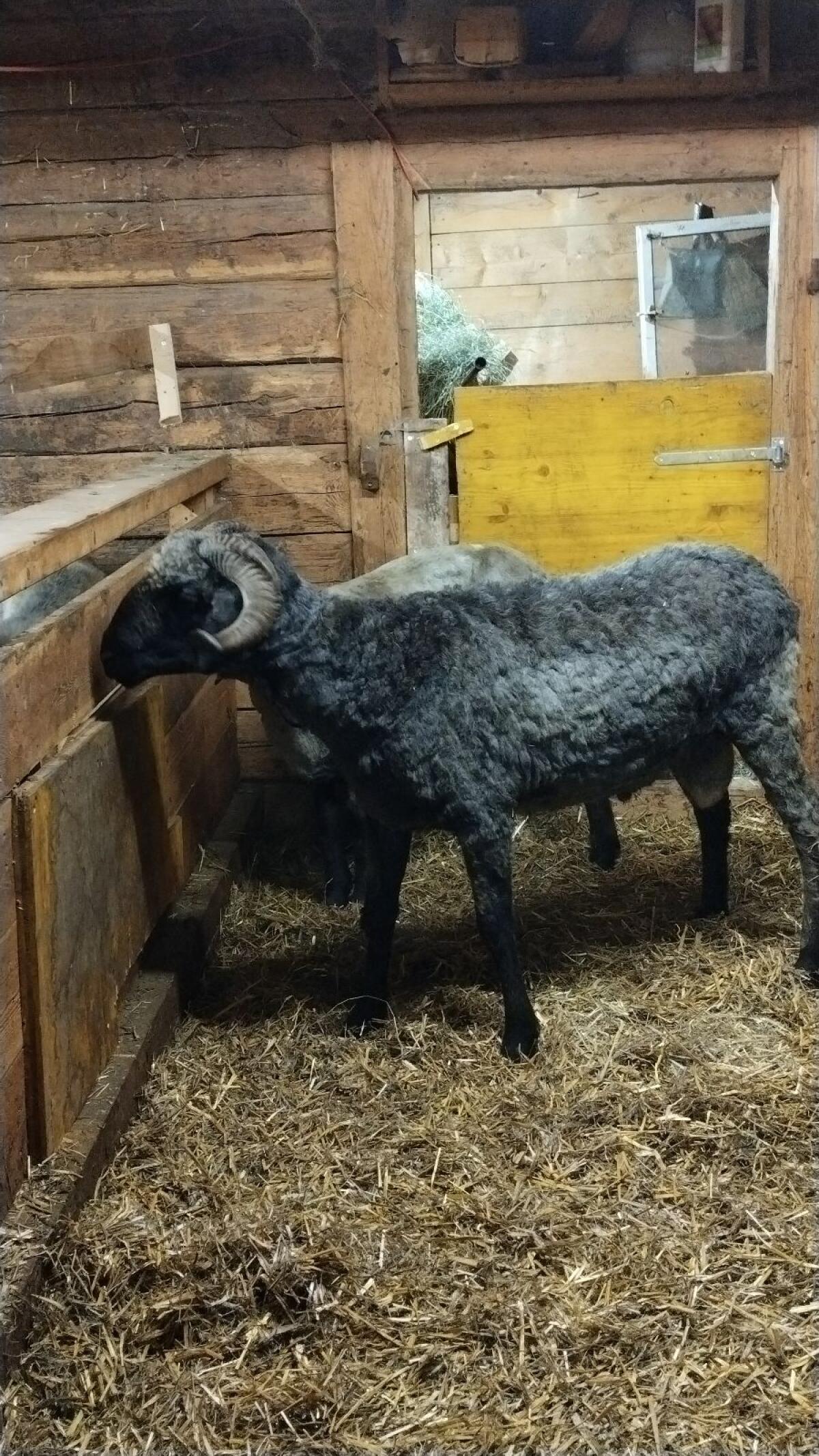 Tiroler Steinschafwidder 2