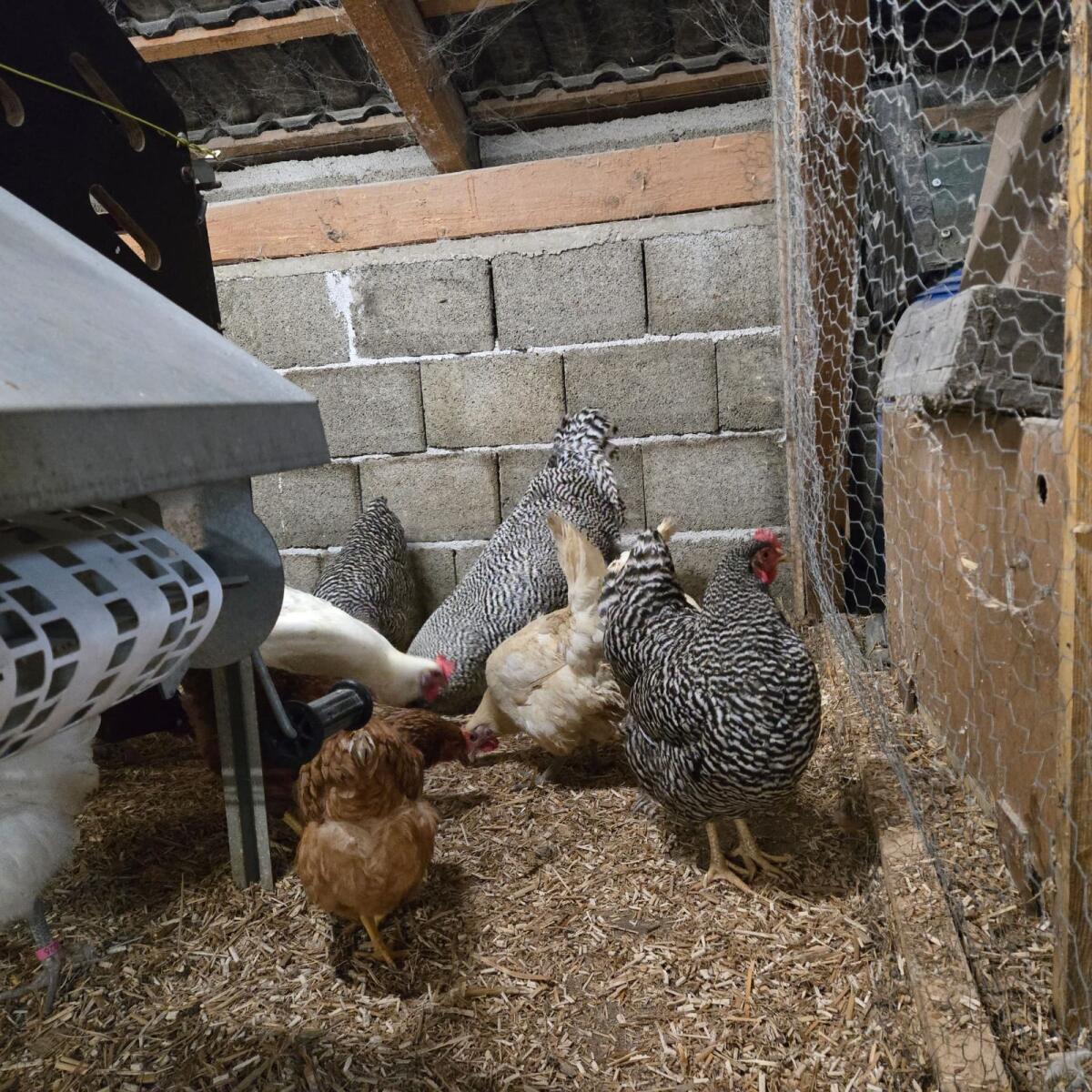 Amrock Legehennen & Hahn 1