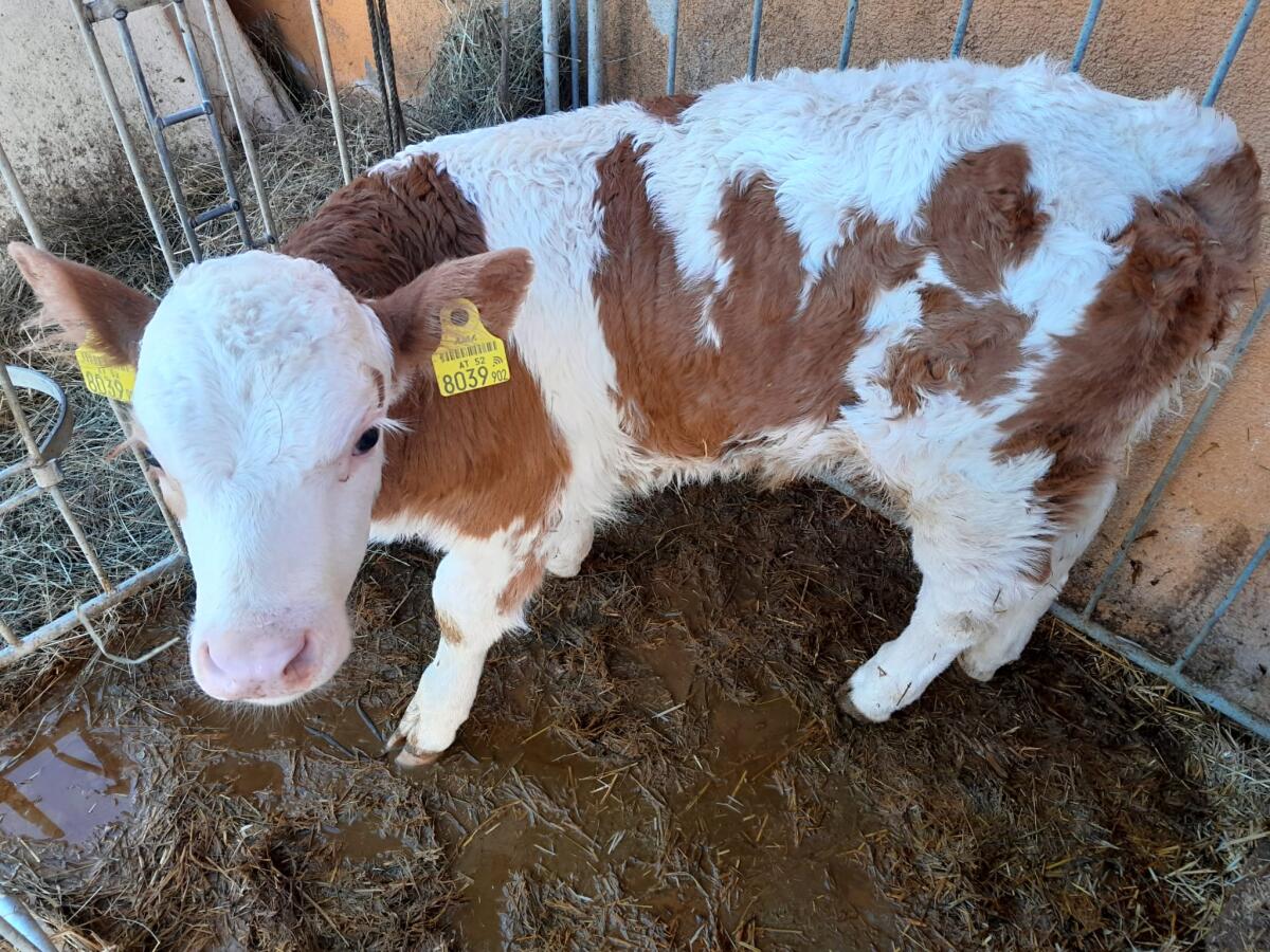 Fleckviehkuh und Stierkalb 2