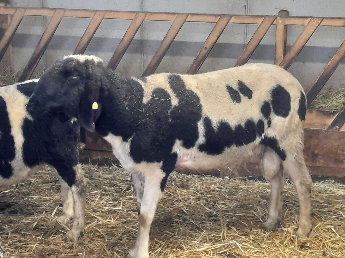 Gescheckter Bergschafwidder 3