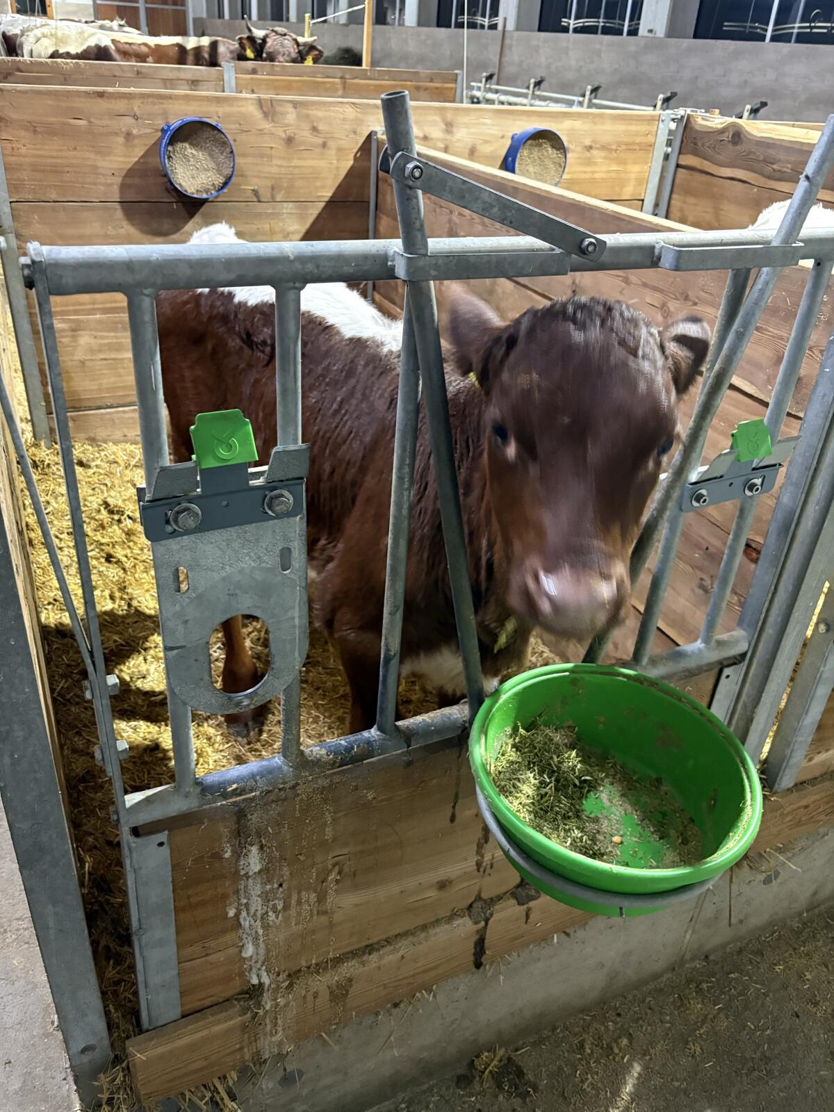 Pinzgauer Zuchtkälber 2