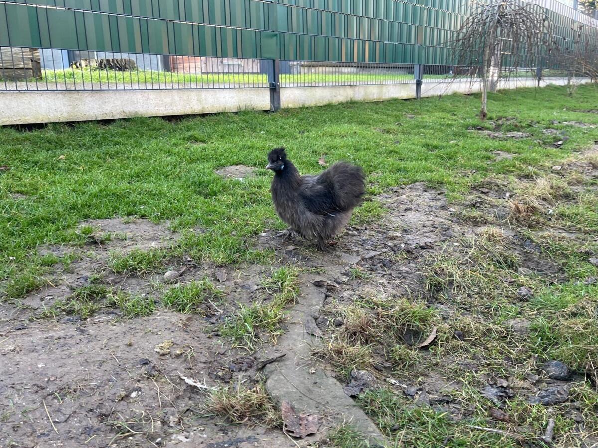 Zwerg Seidenhühner abzugeben, Hennen und Hähne 2