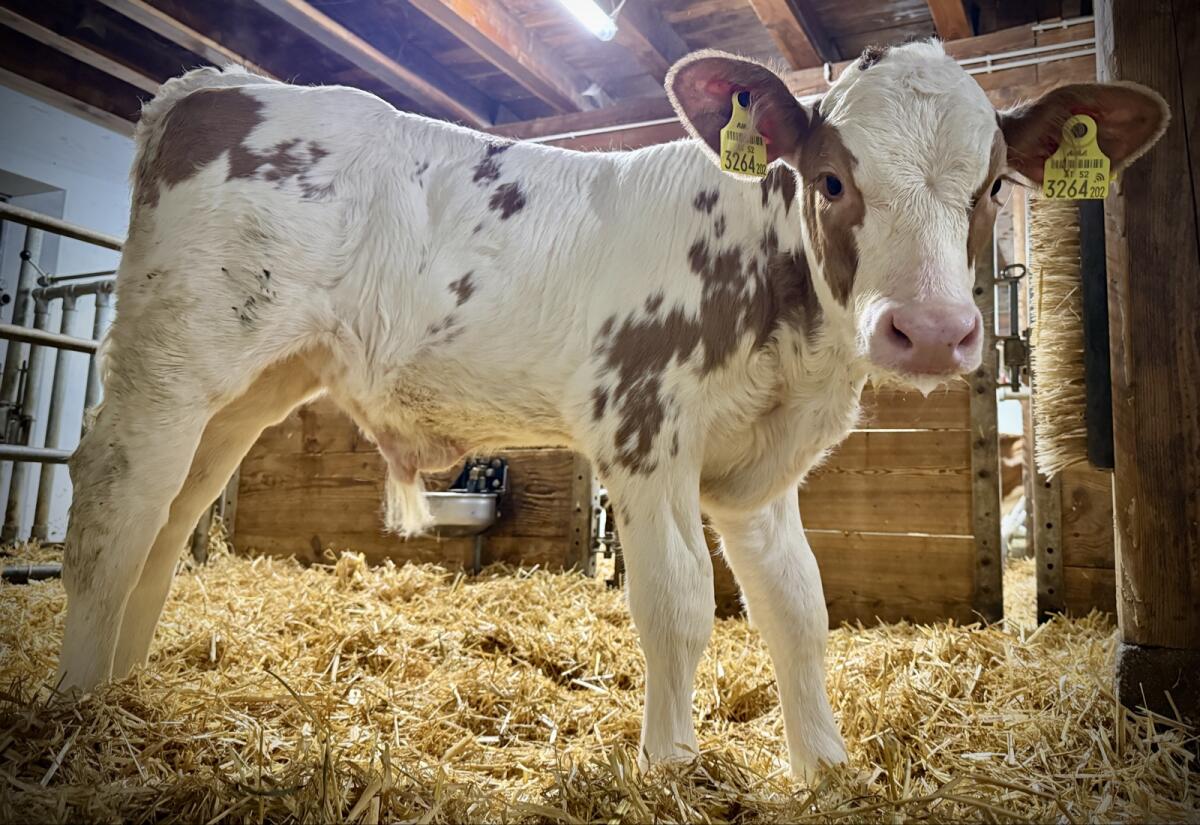 Bio FV Stierkalb (gen. hornlos) 1