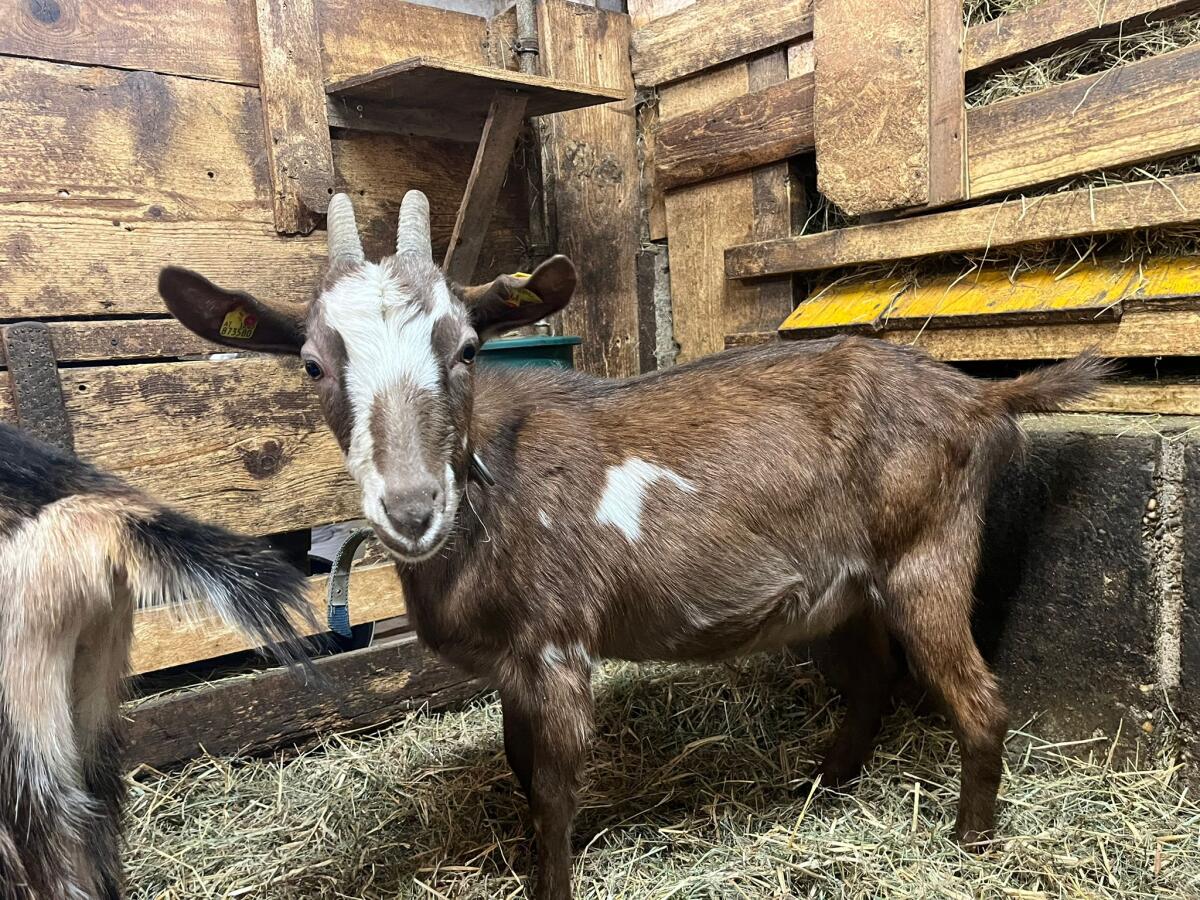 2 trächtige Jungziegen 3