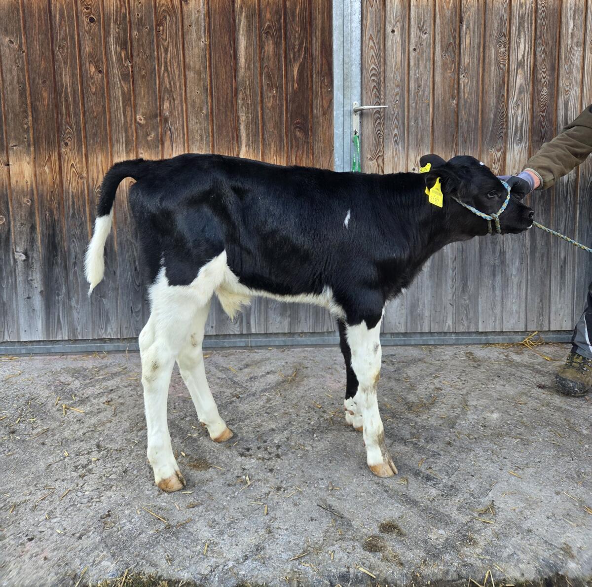 Hoch interessantes HF-Stierkalb 2