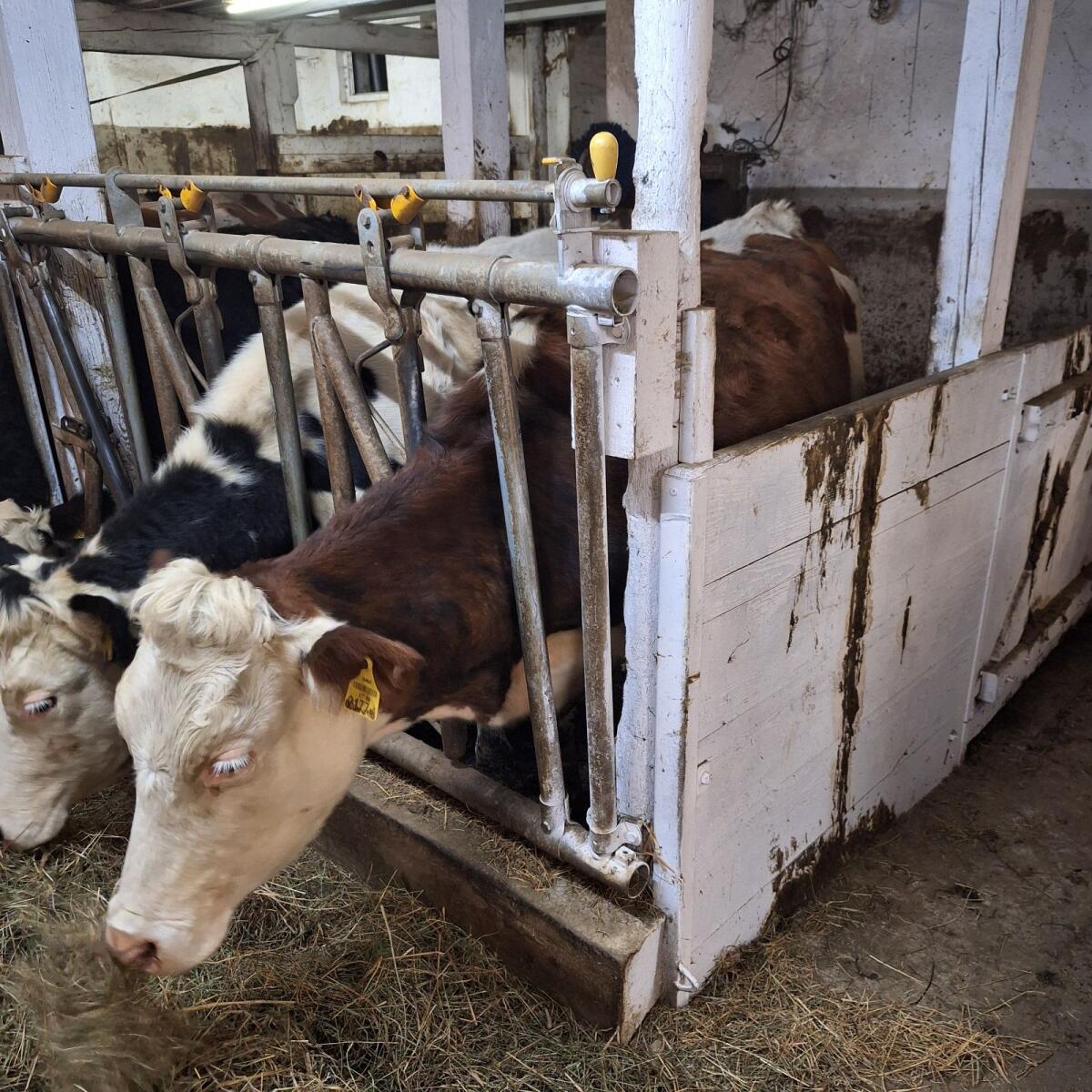 Trächtige Normande x Fleckvieh Kalbin zu verkaufen 2