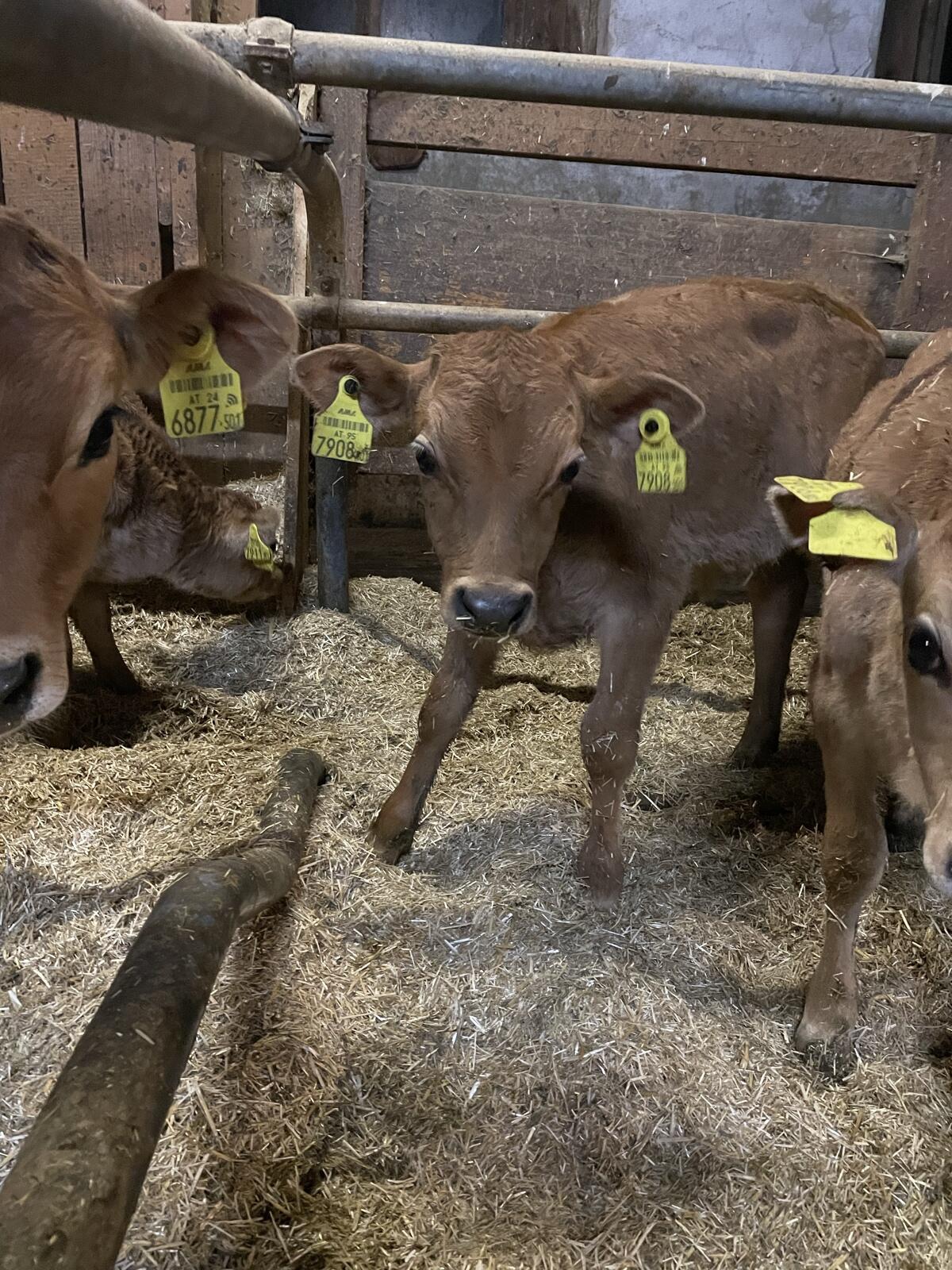 Bio Jersey Kälber 1