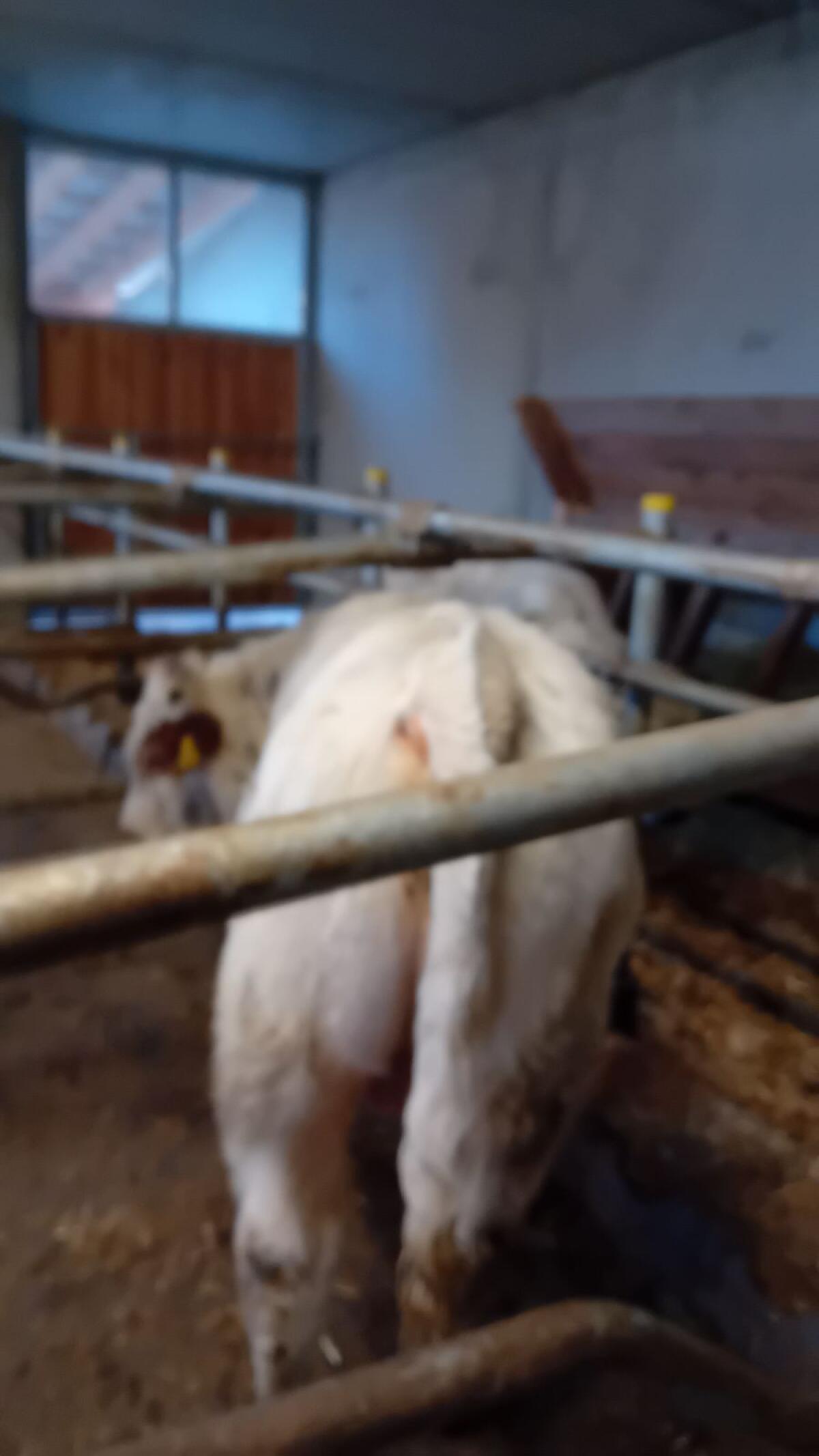 Einsteller Fresser 2