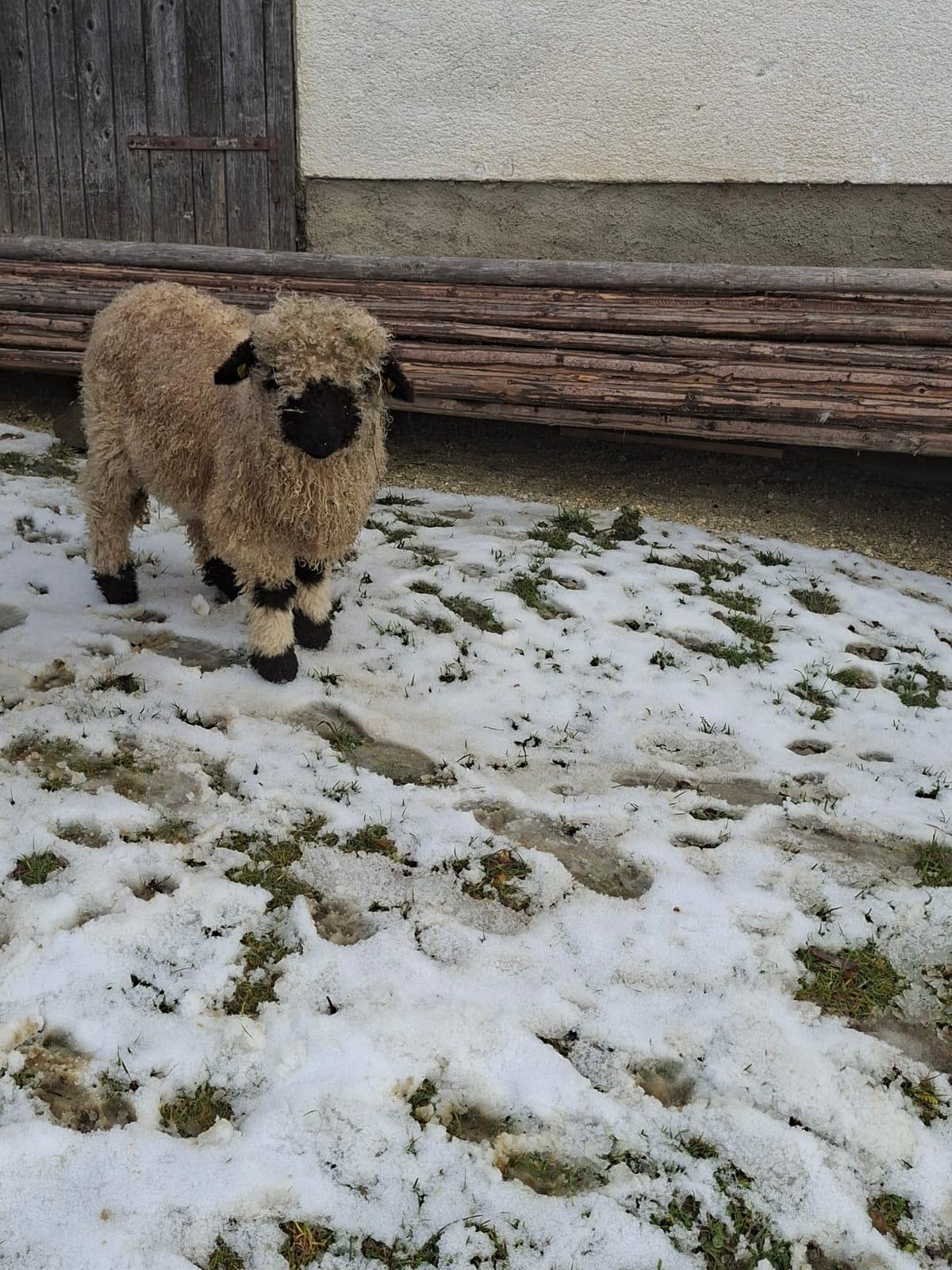 Walliser Schwarznasenschaf 3