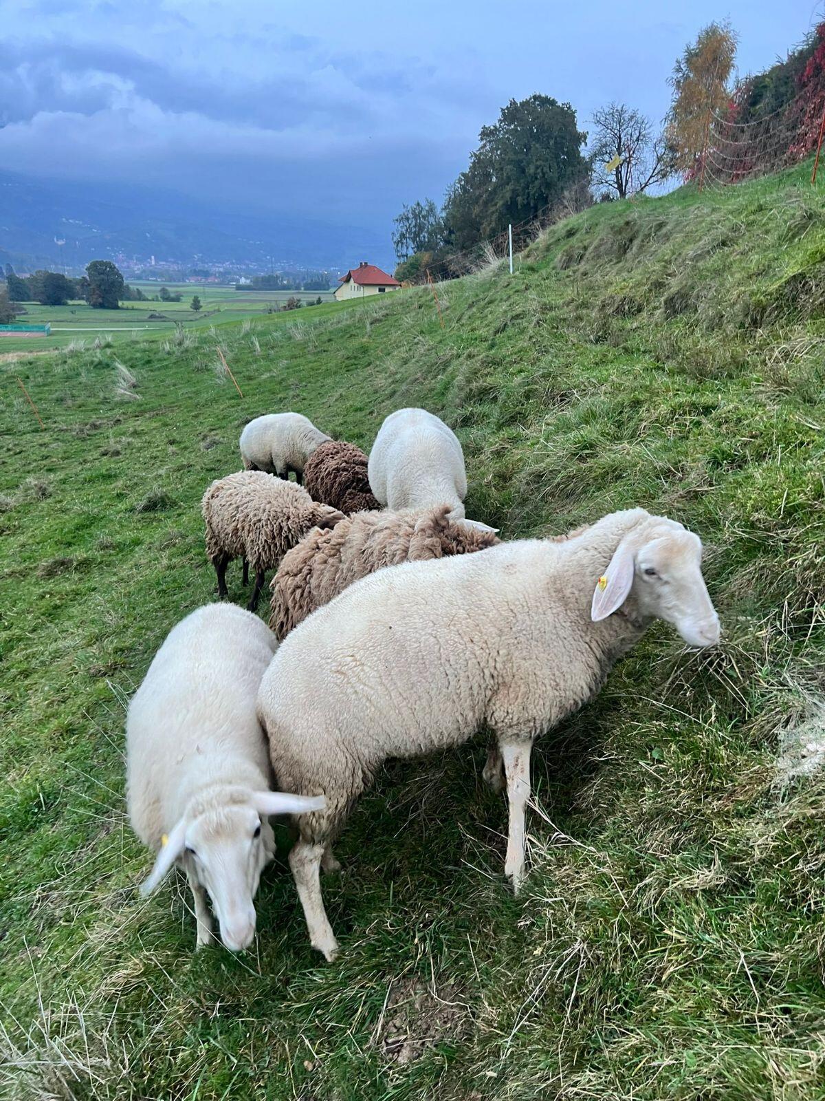 Mutterschafe Jura und Merino, Schwarzkopfwidder 1