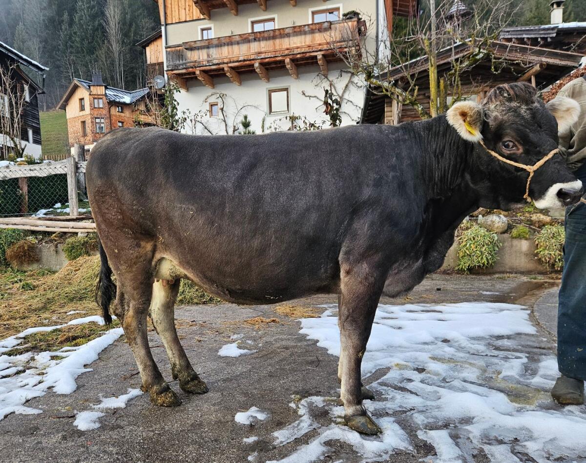 BIO Grauvieh Kalbin 3