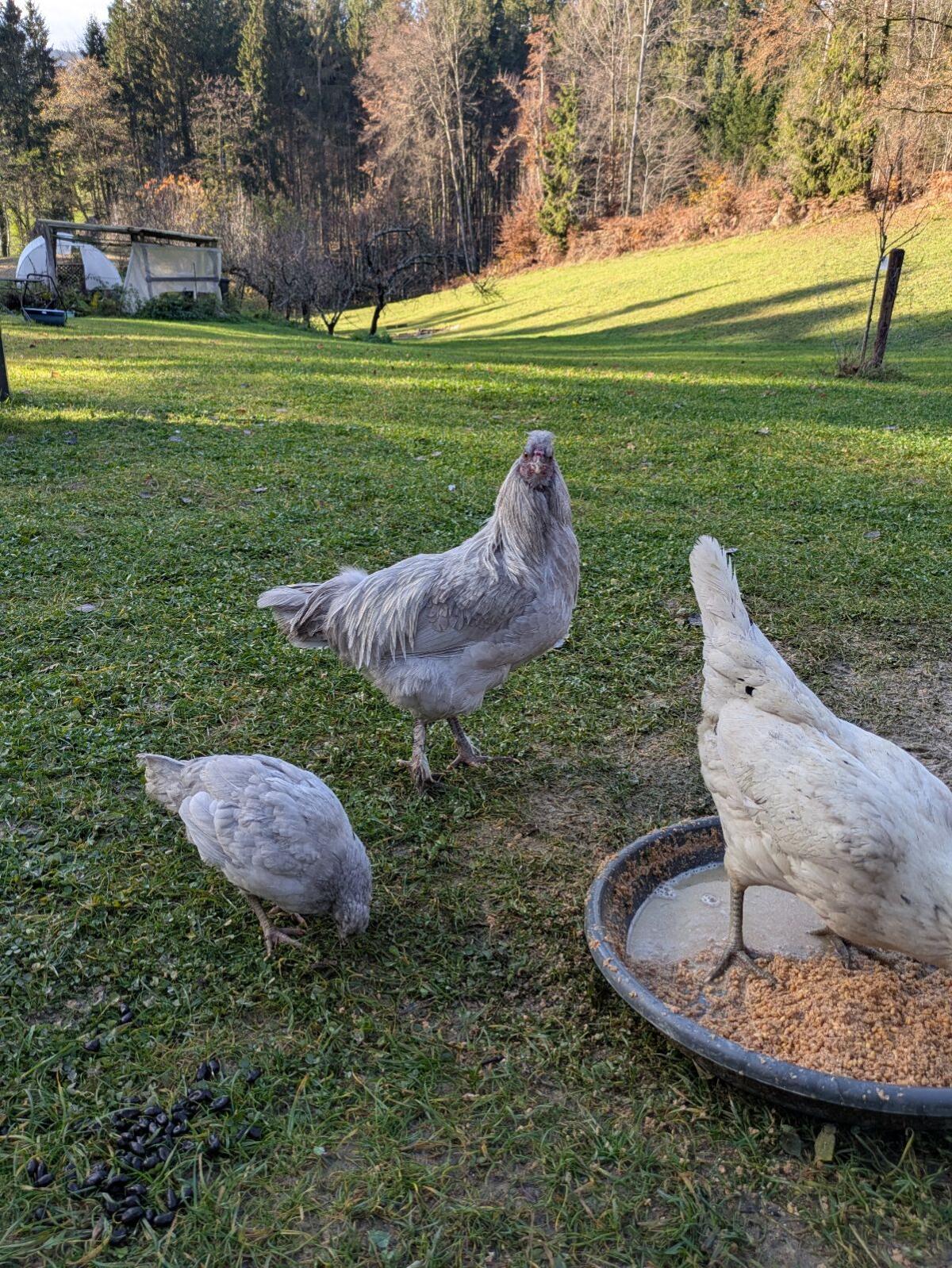 Hähne zu verschenken 3