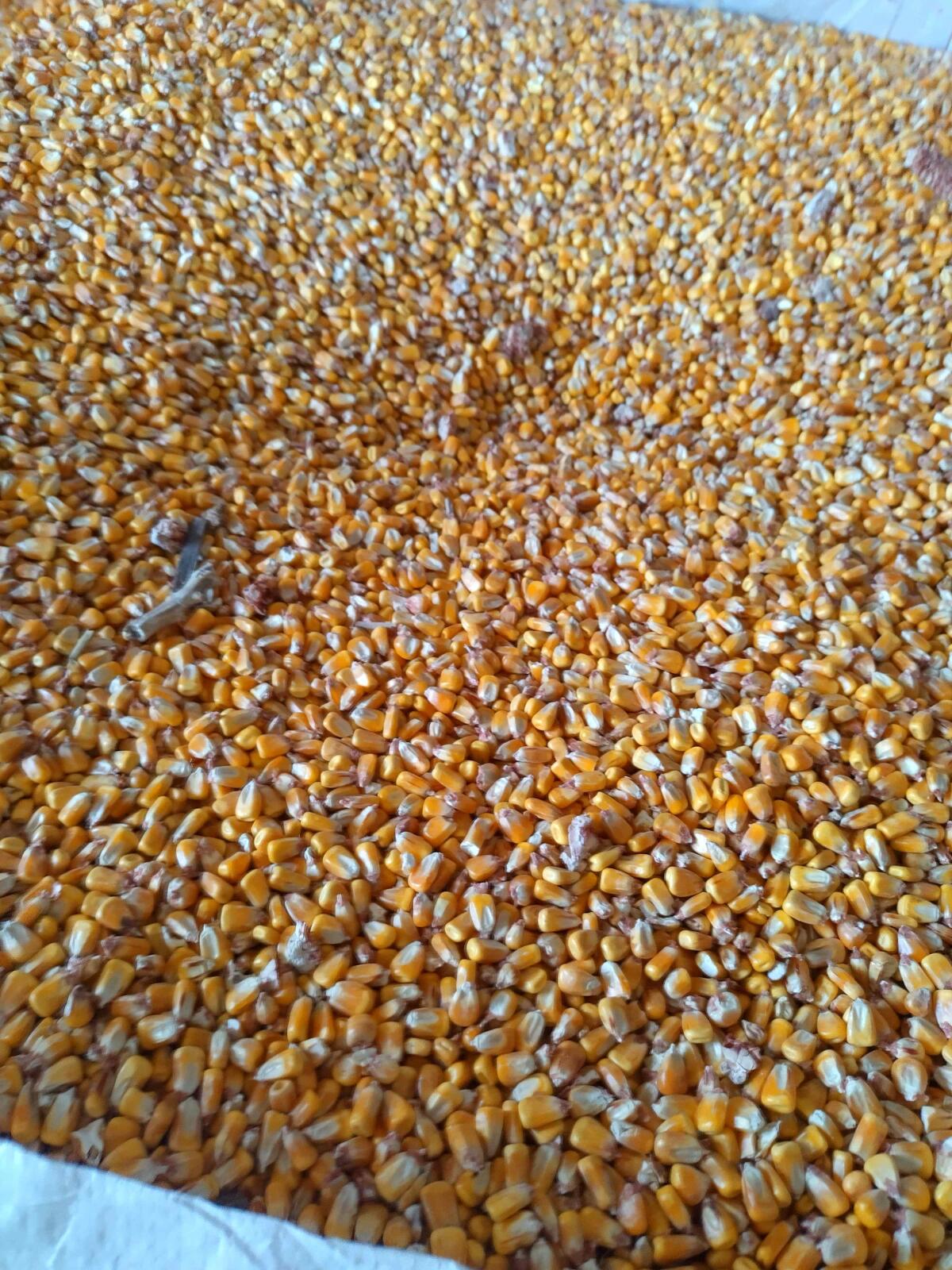 Körnermais im BigBag 780 kg 1