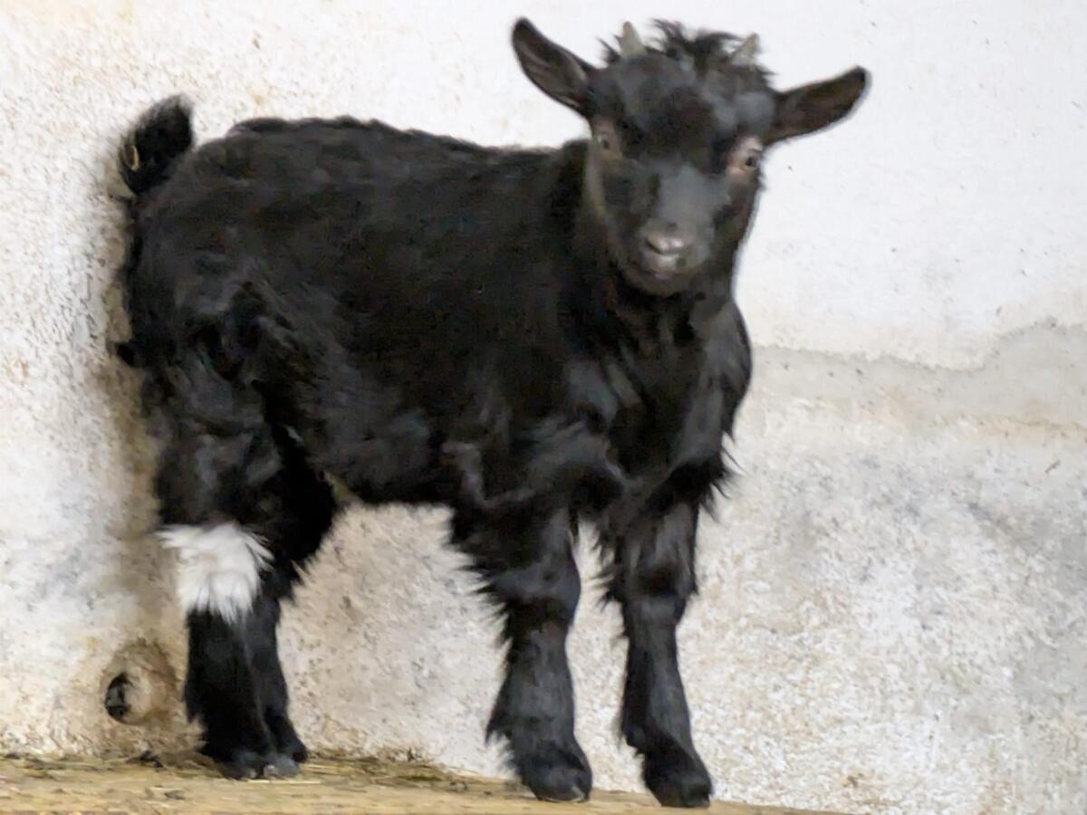 Mini Zwergziegenbock 1