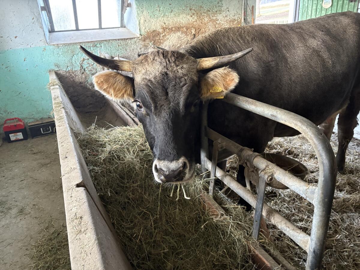 Tiroler Grauvieh Mutterkuh 3