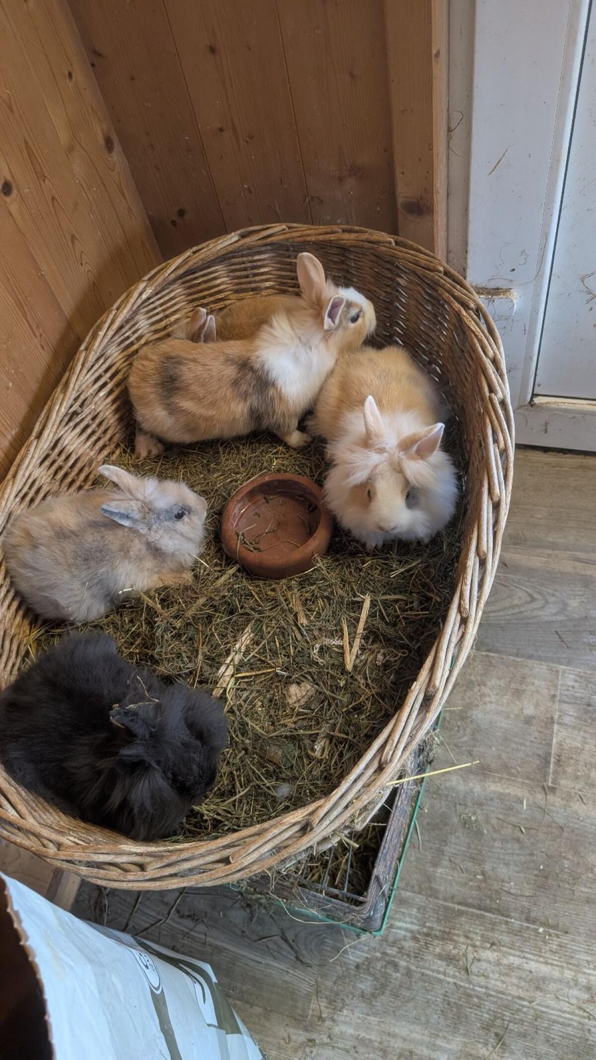 Löwenkopf Zwergkaninchen in allen Farben 2