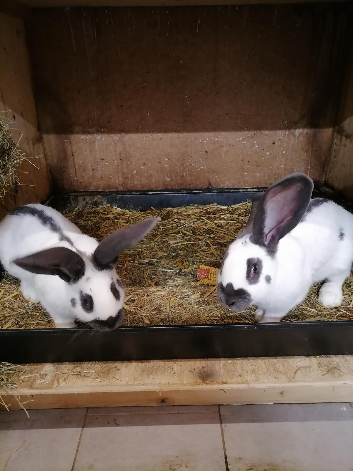 Riesenschecken Rammler blau weiß 2