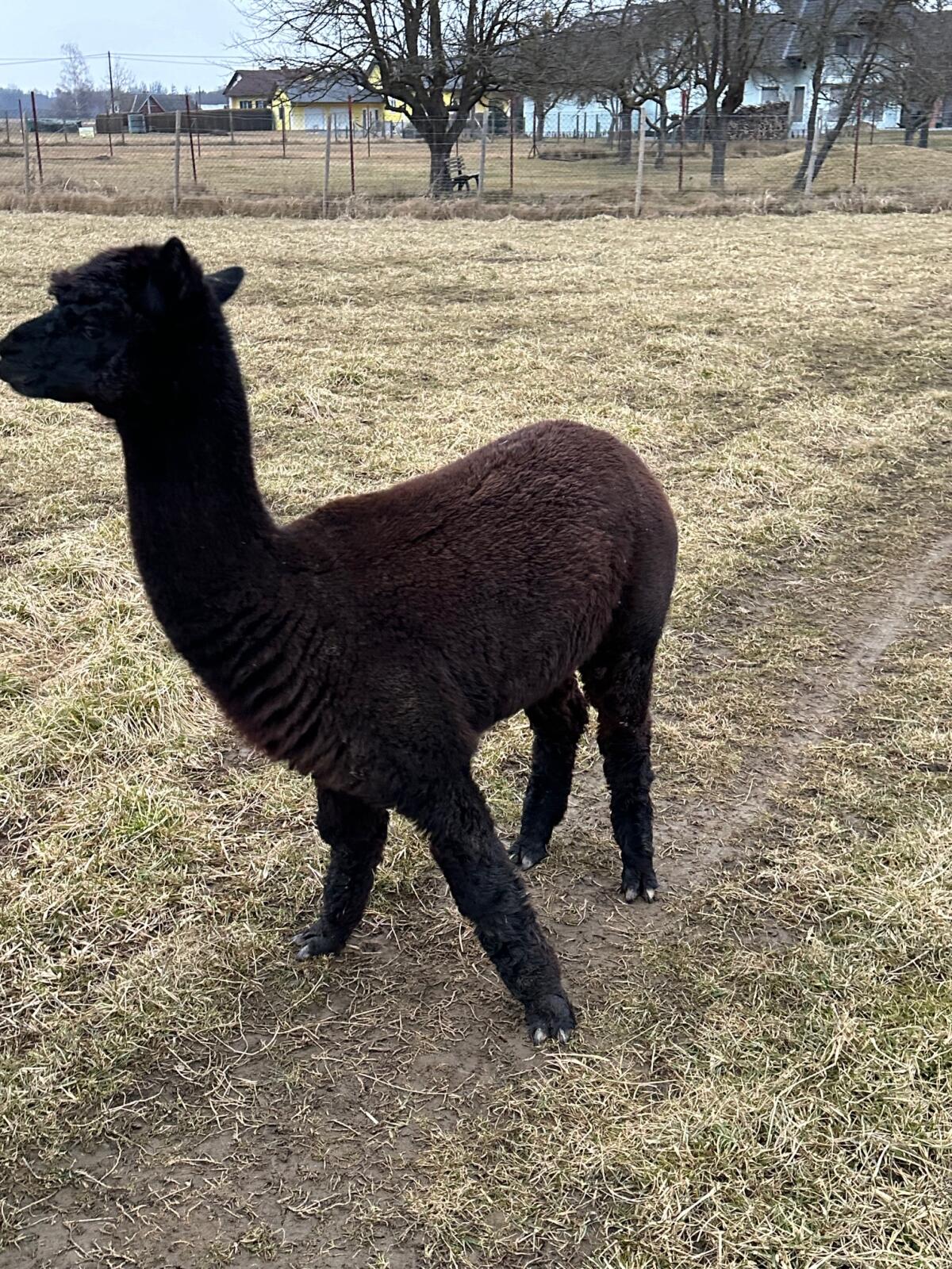 Alpaka-Stute 1