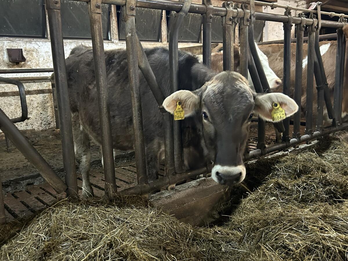 Braunvieh Jungkalbin 1