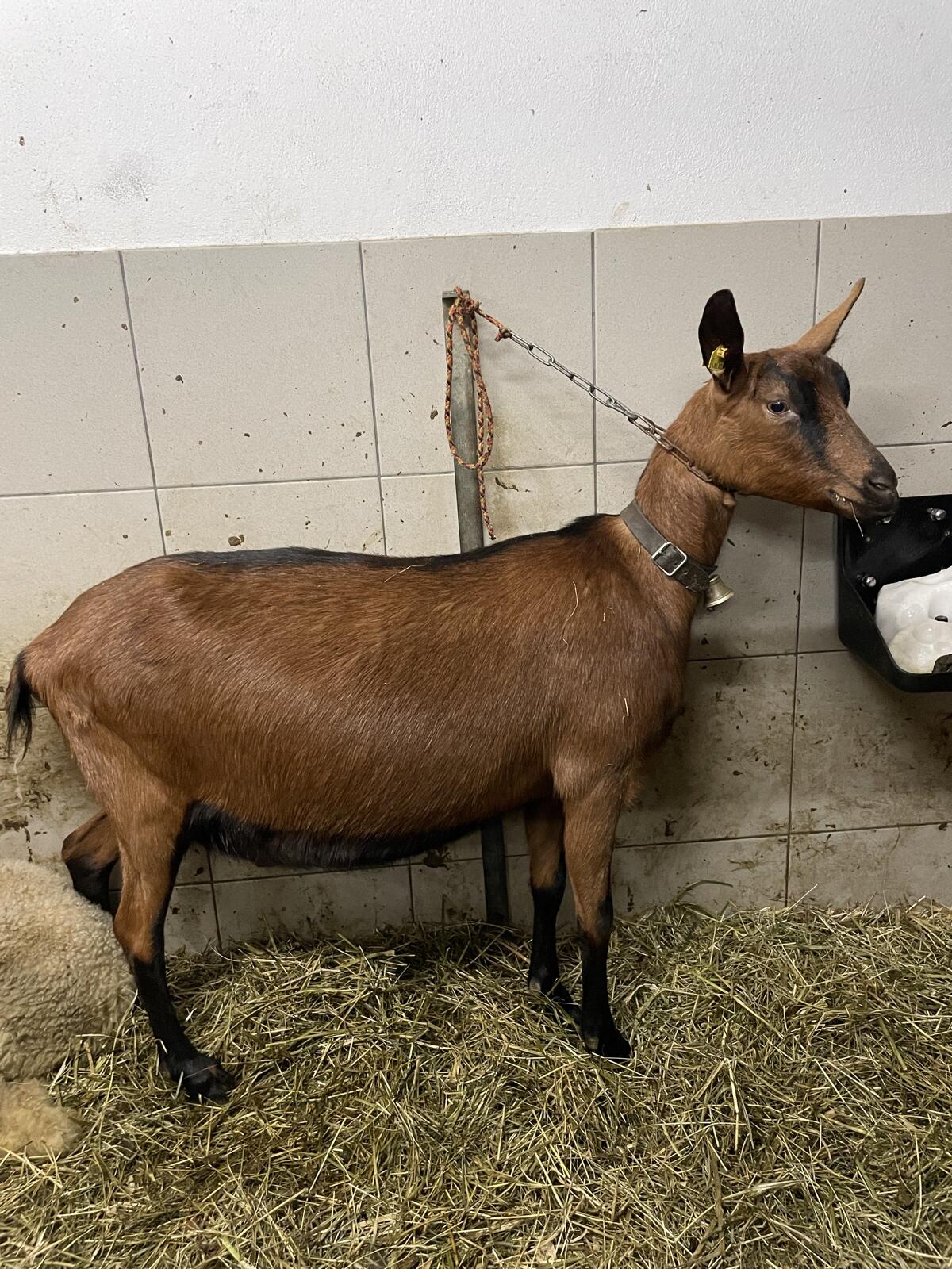 Verkaufe trächtige Lämmerziegen 1