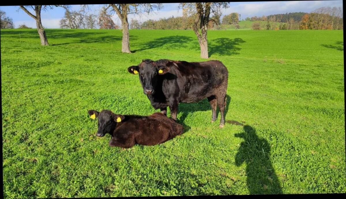 Verkaufe Wagyu-Kälber F1 1