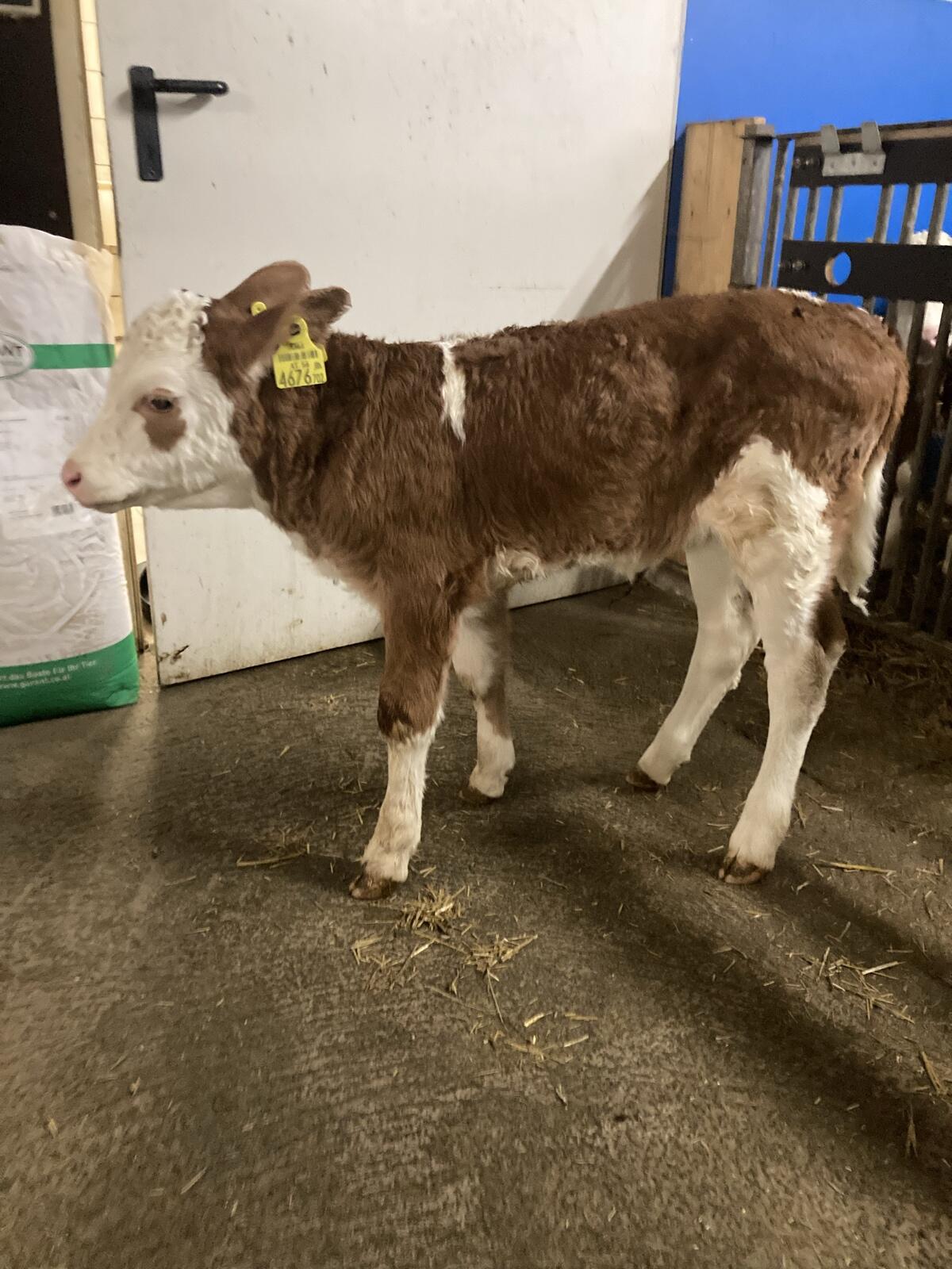 BIO Fleckvieh Zuchtkälber 2