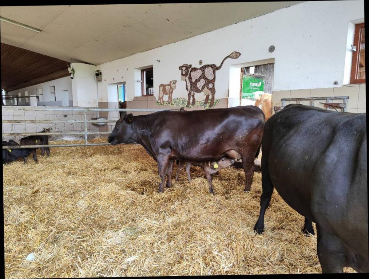 Verkaufe Wagyu-Kälber F1 3