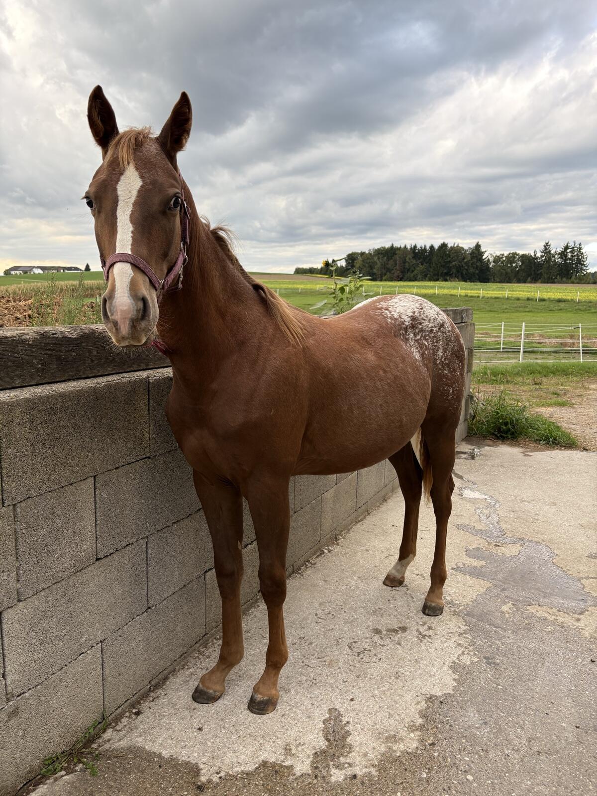 Appaloosa Quarter Mix Stute 1