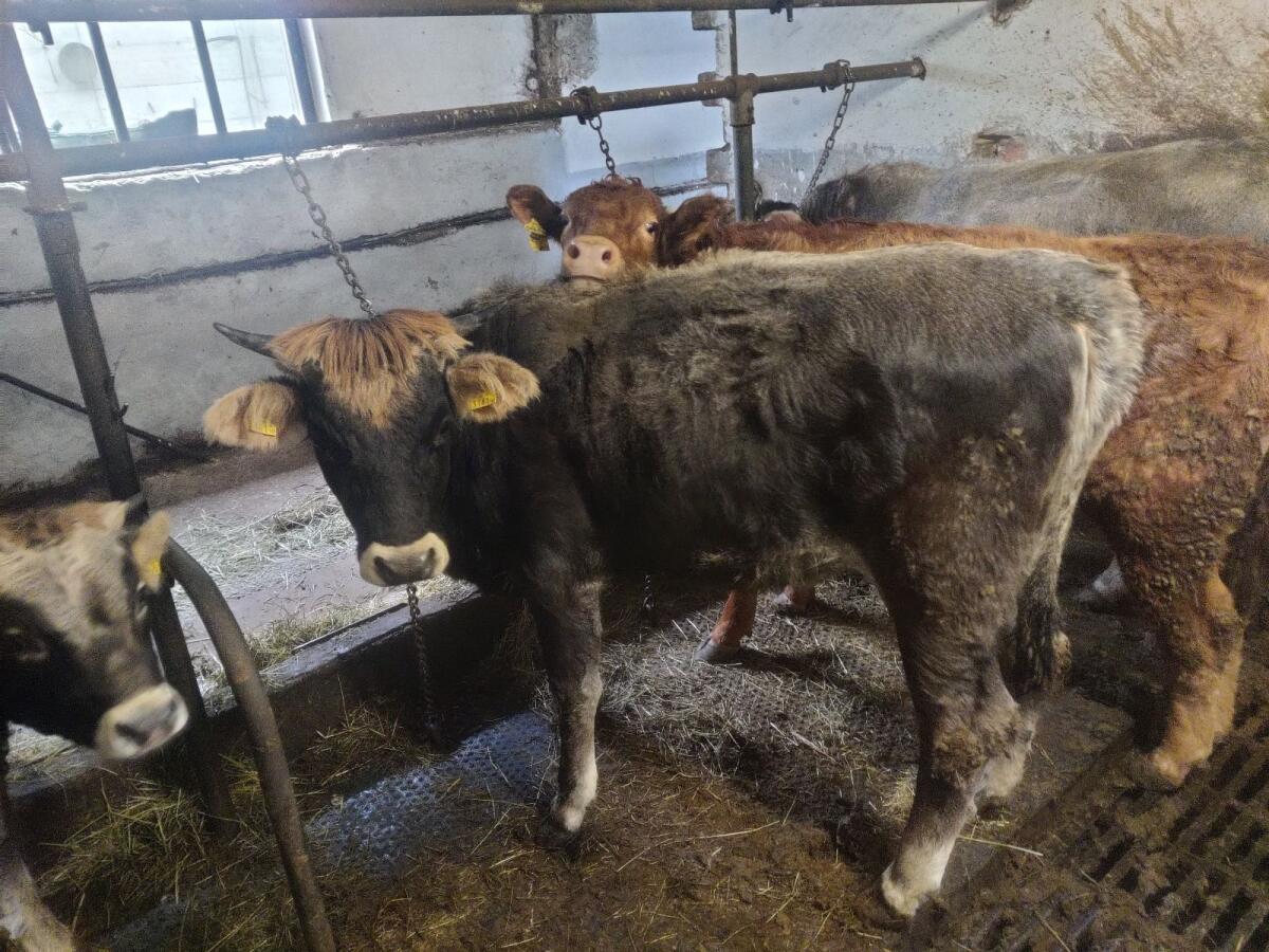 Tiroler Grauvieh Kalbinnen 3