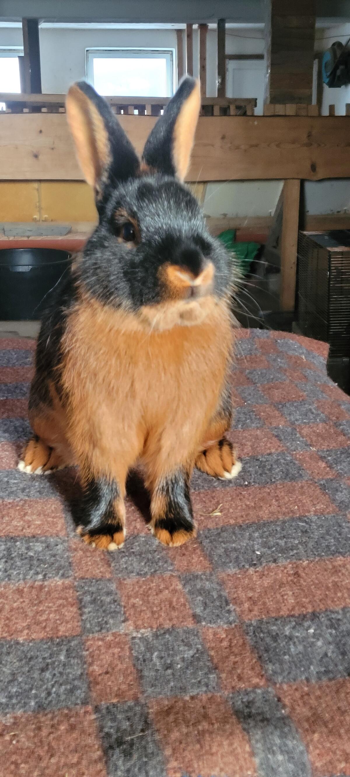 Reinrassige Lohkaninchen schwarz, perfekt für die Zucht 2