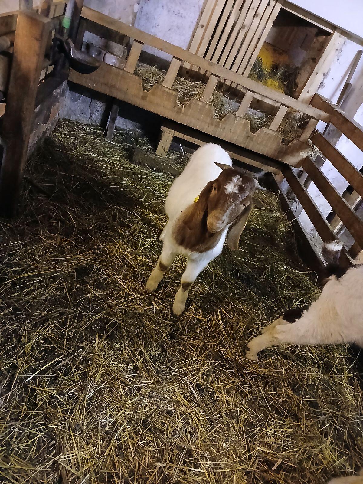 Burenziegen und Bock 2