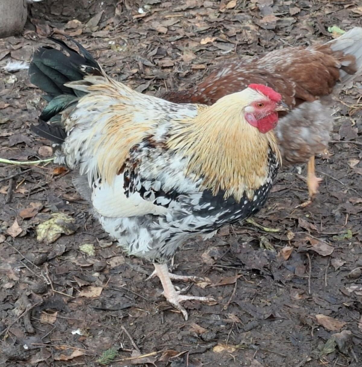 Wyandotten-Mix Junghahn 1