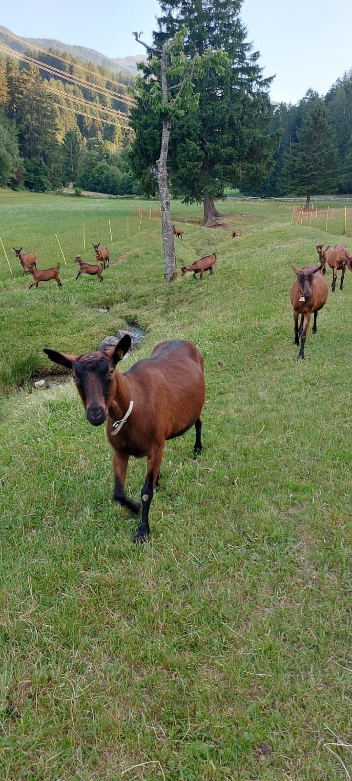 GGZ - Zuchtziegen CAE und Pseudofrei 3