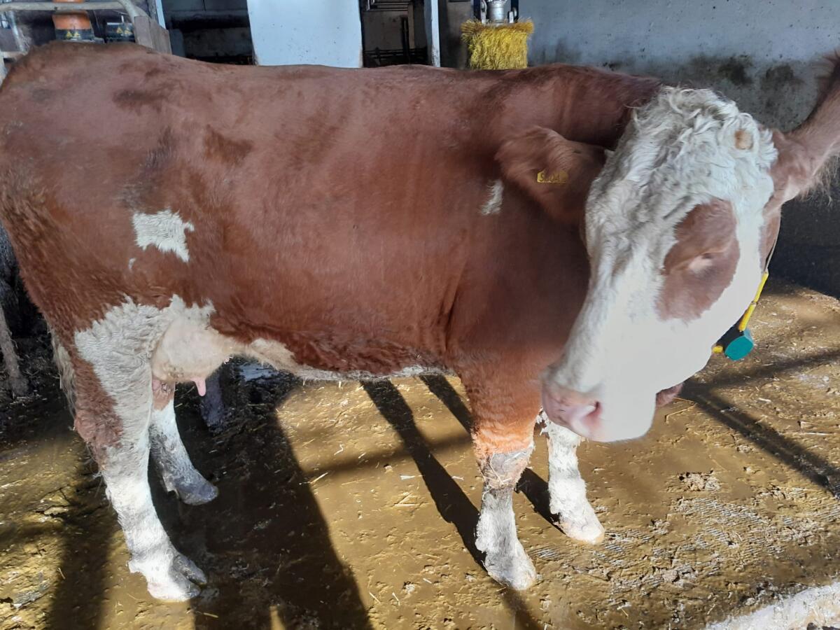 Fleckviehkuh und Stierkalb 1