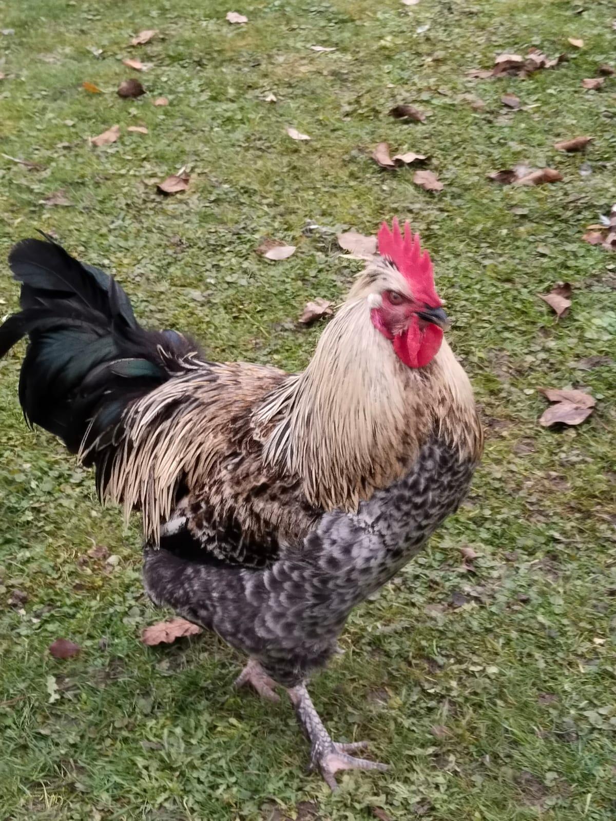 Jung Hahn abzugeben 1