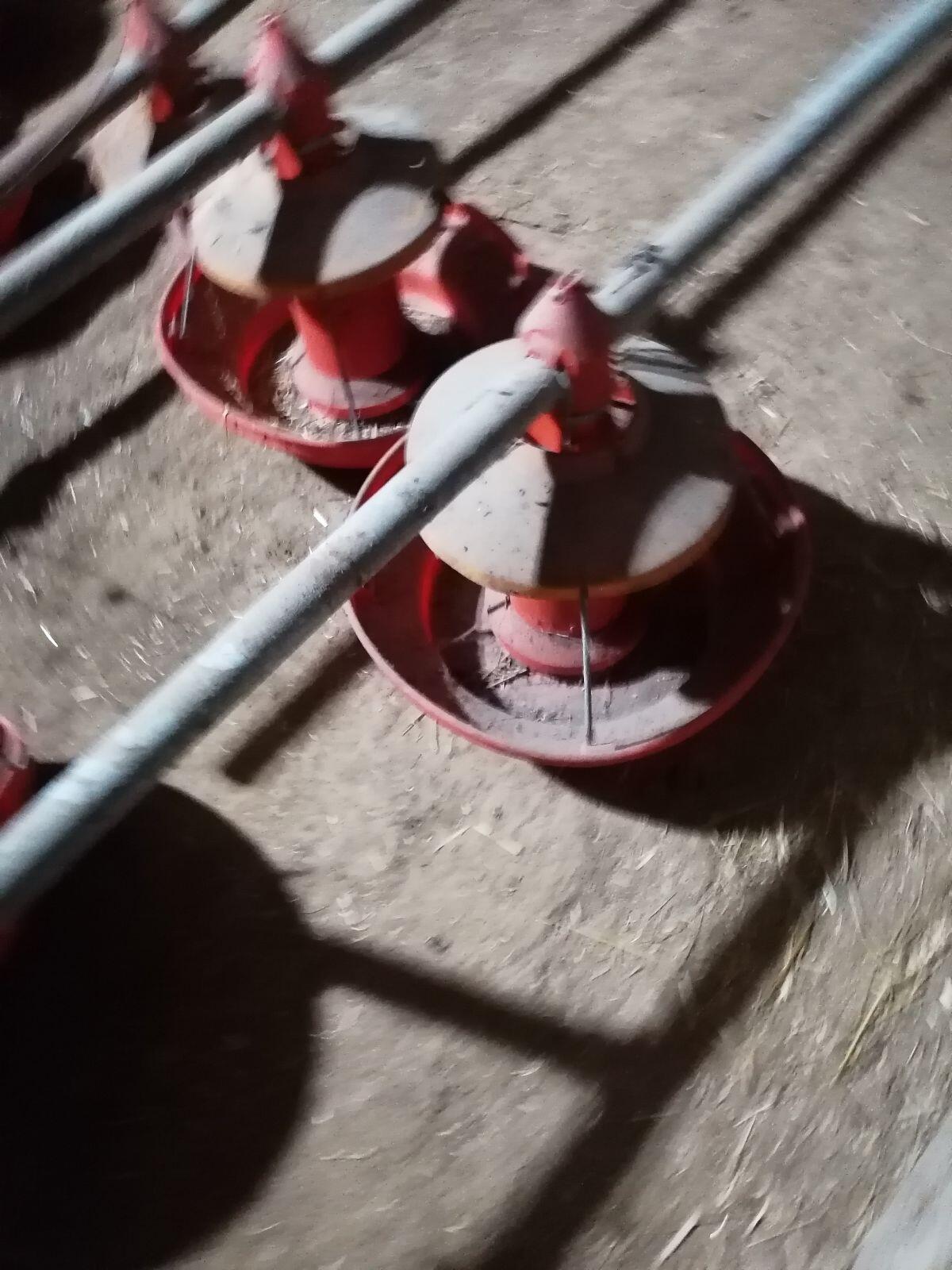 Verkaufe eine automatische Geflügel-Puten-Fütterungsanlage 3