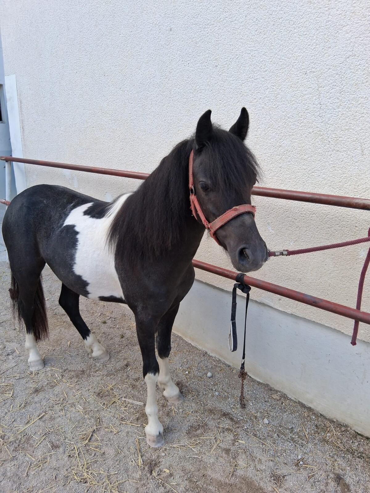 Braver Ponywallach zu verkaufen 2